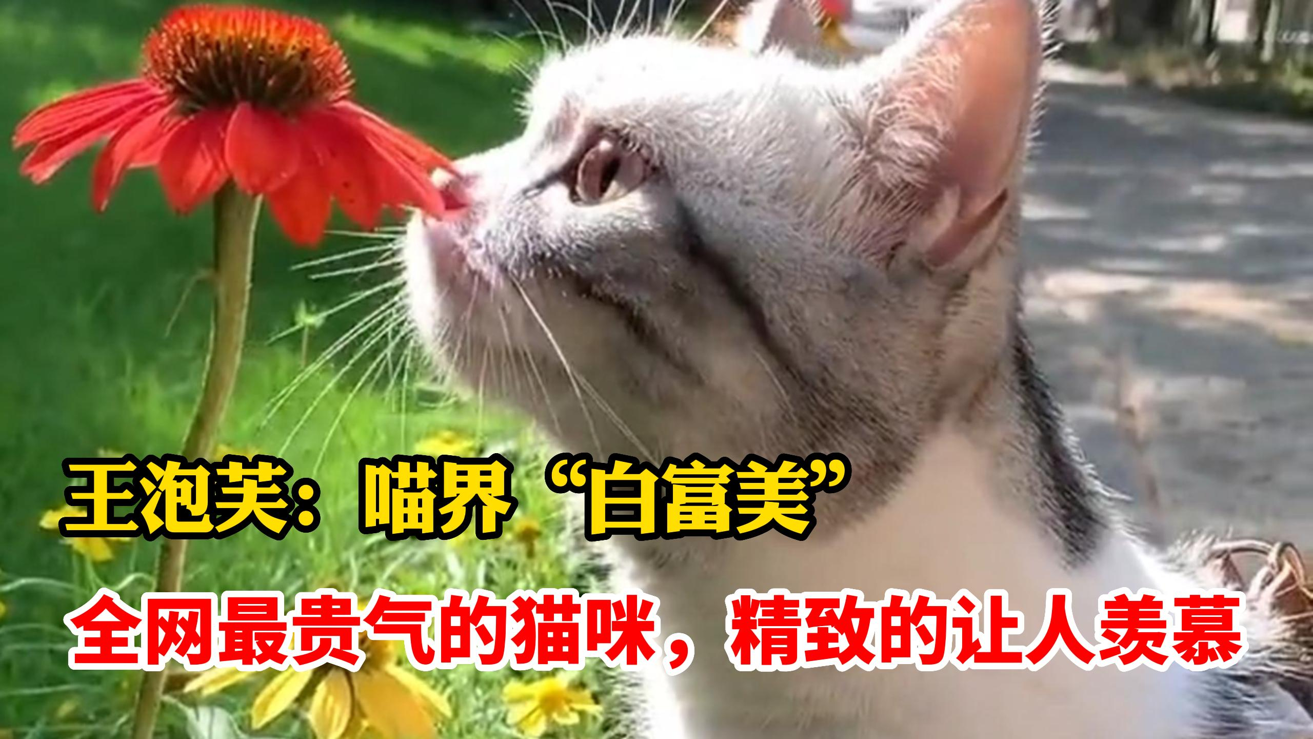 猫咪界“白富美”,凭精致生活走红!赚钱养家给铲屎官发工资!