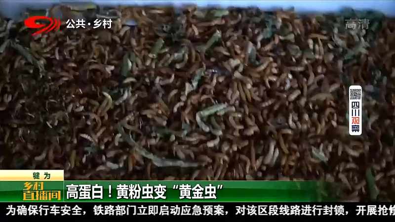 犍为 高蛋白 黄粉虫变 黄金虫 美食 美食猎奇 好看视频