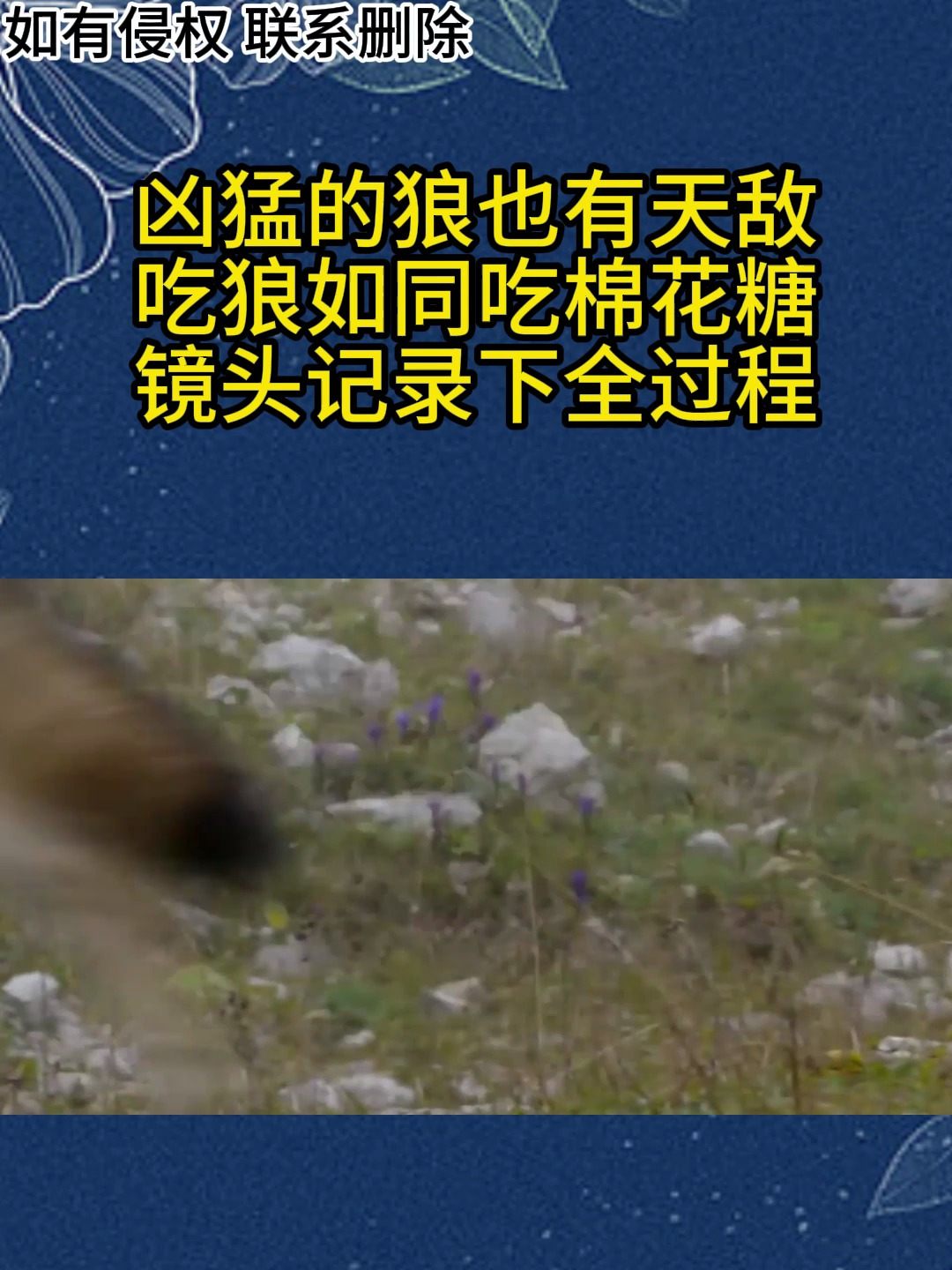 凶猛的狼也有天敌吃狼如同吃棉花糖镜头记录下全过程2