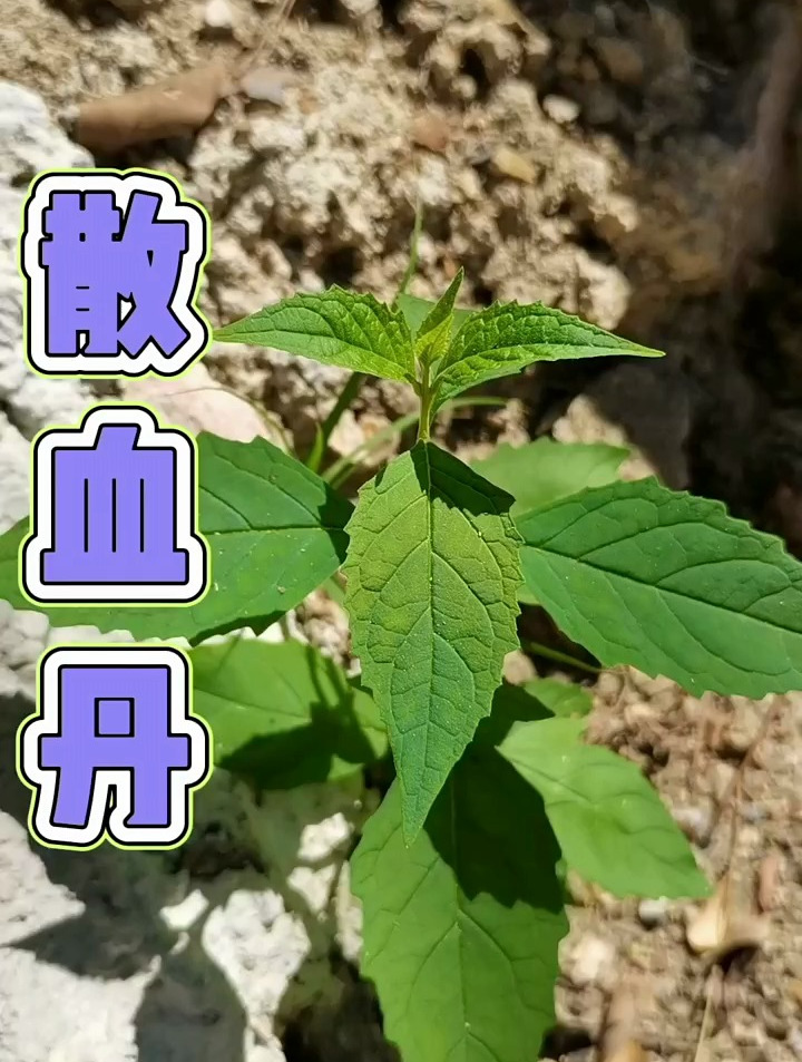 植物科普散血丹农村懂得人常在夏秋季采收