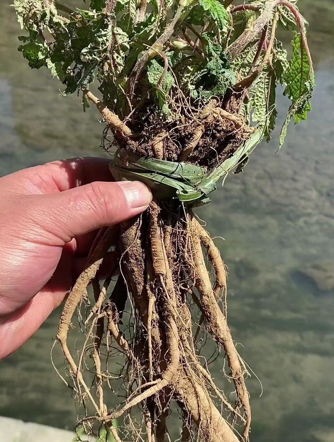活麻这种简称老虎麻