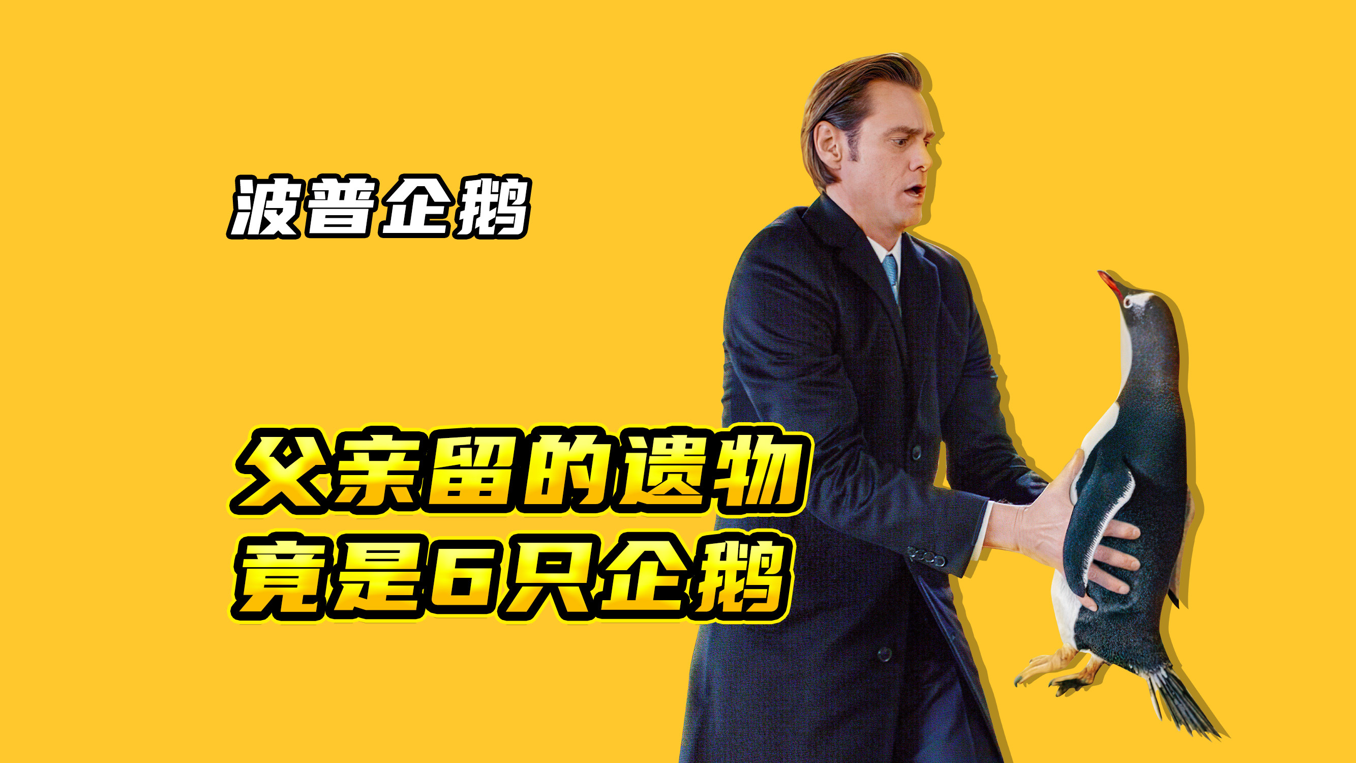 02养6只企鹅是怎样的体验!