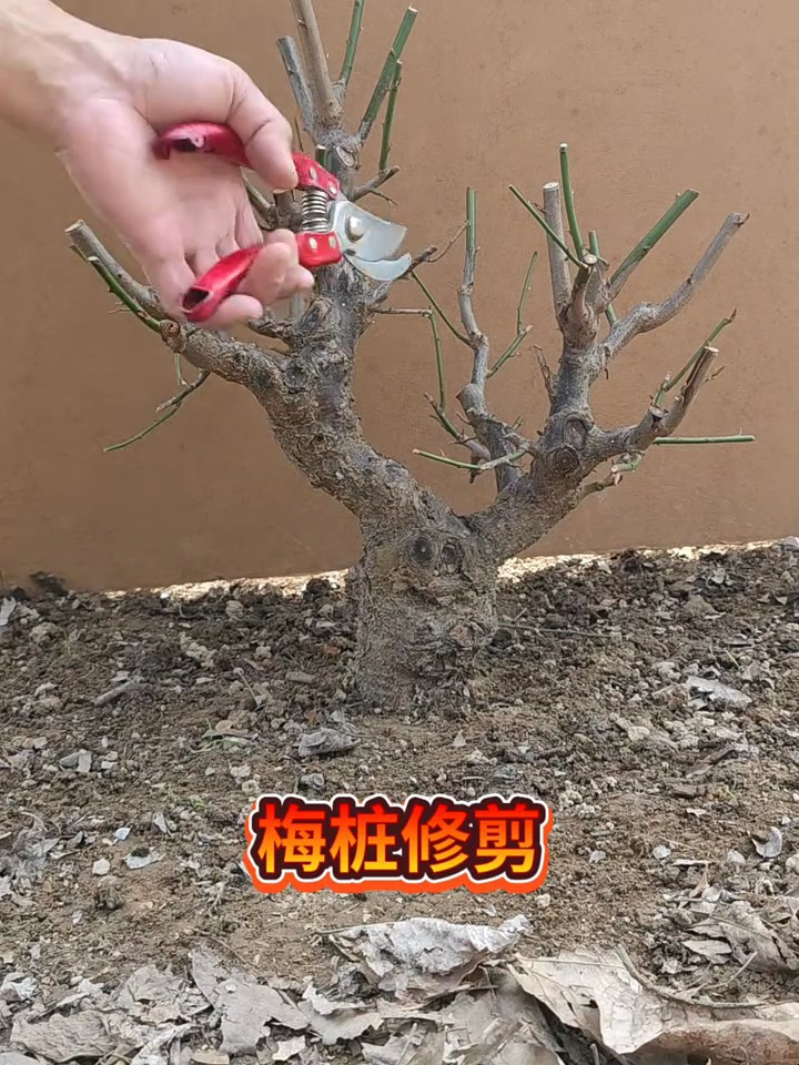 梅花老桩盆景是怎么样修剪的呢?