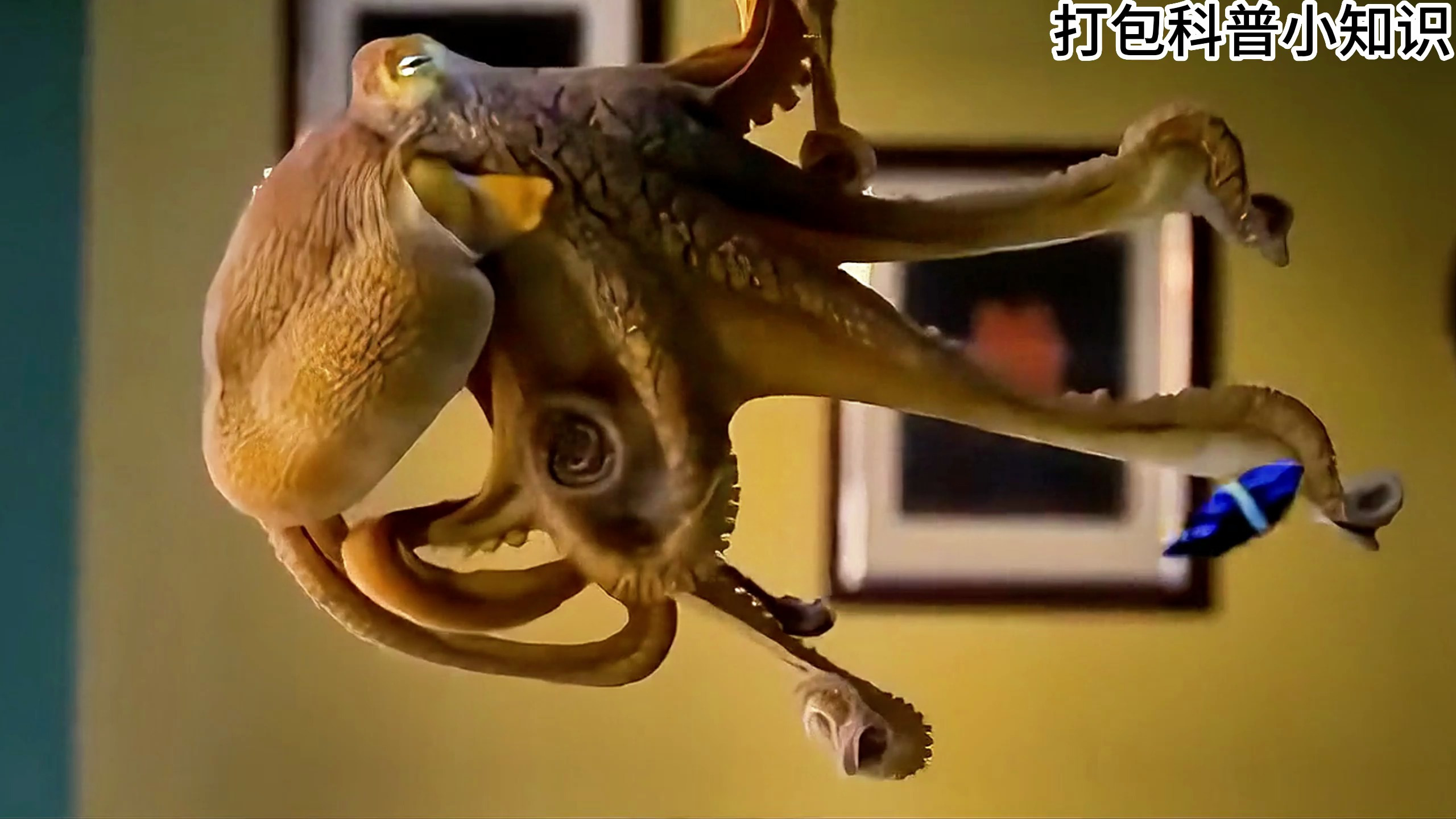 3颗心脏9个脑袋的章鱼,为什么没有进化出文明?