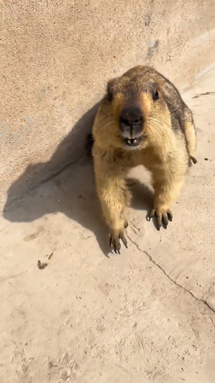 这就是动物园的网红土拨鼠,下一幕站起来的瞬间,不会是想打架吧