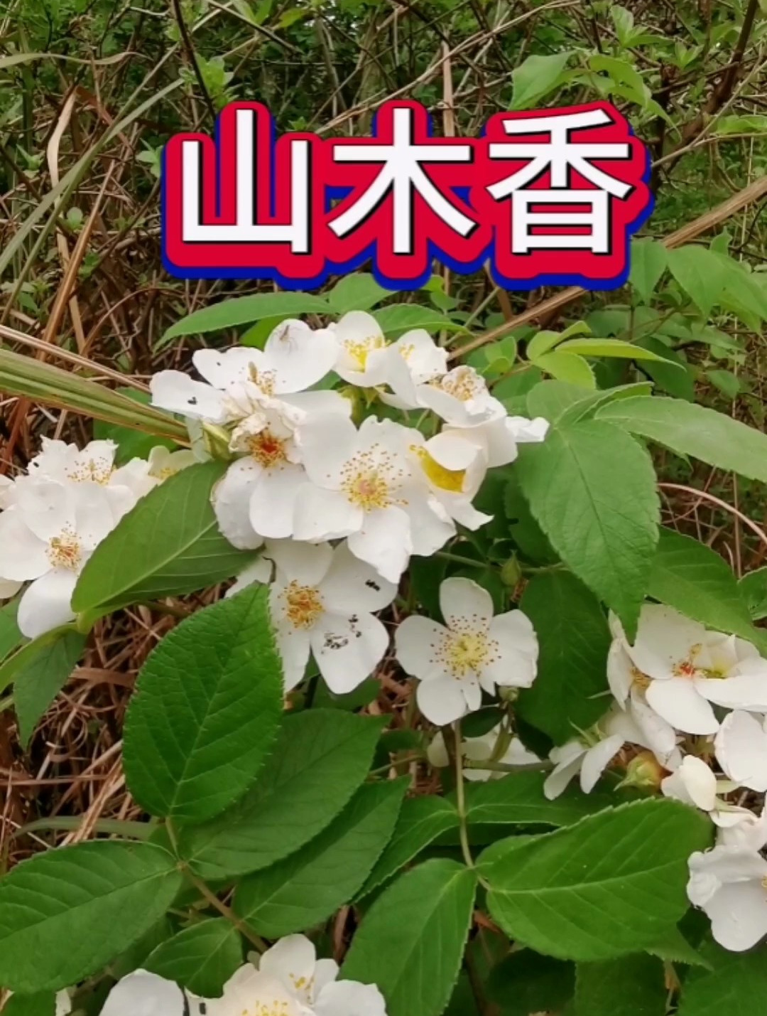 野外山木香开花了,白得纯洁,香味浓烈!