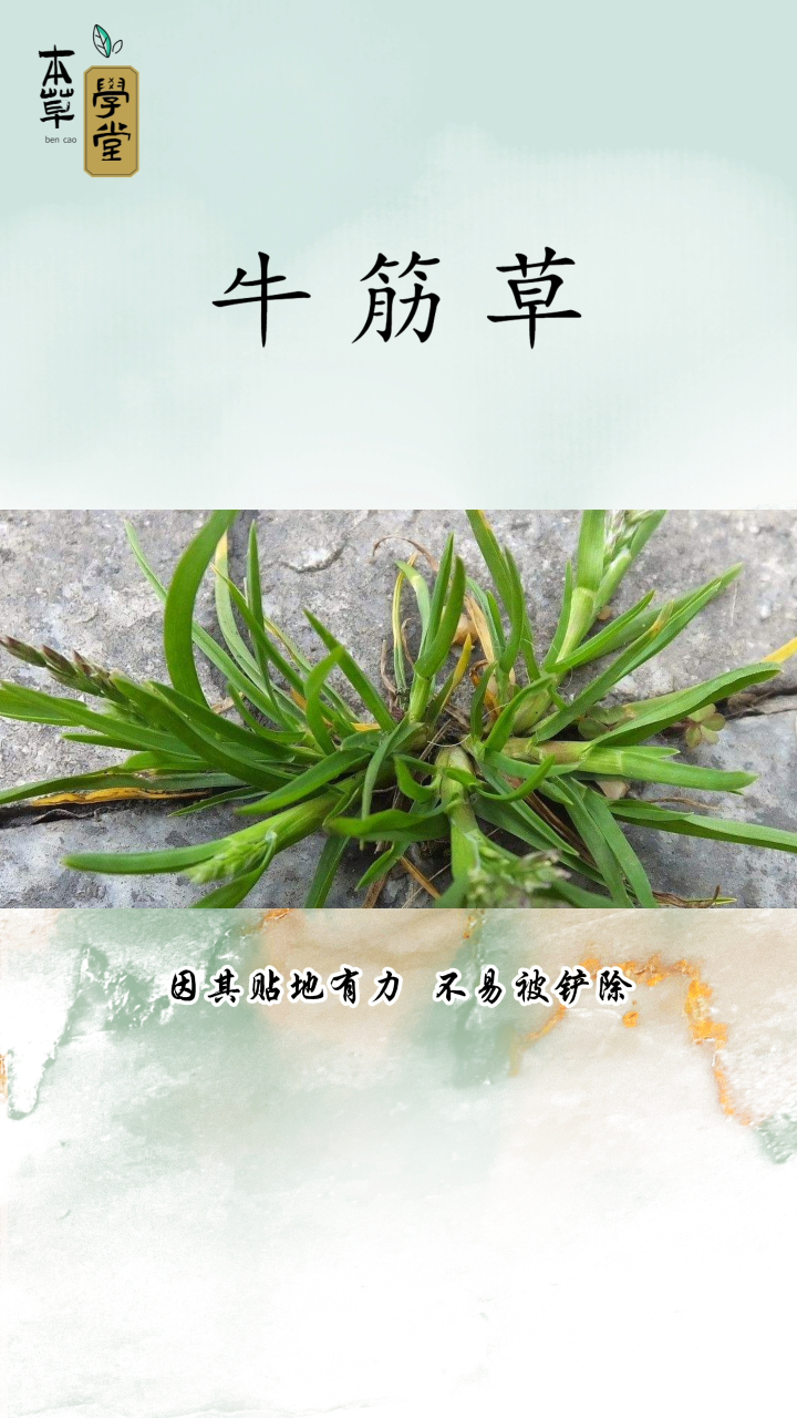 牛筋草别名老年拽生命力顽强让人又爱又恨