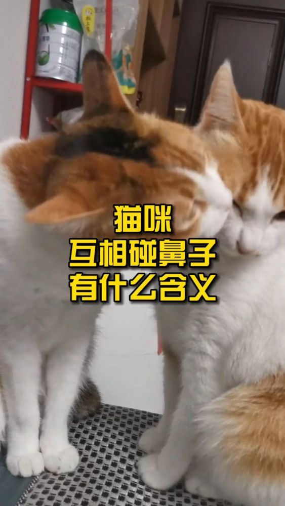 猫咪互相碰鼻子有什么含义?