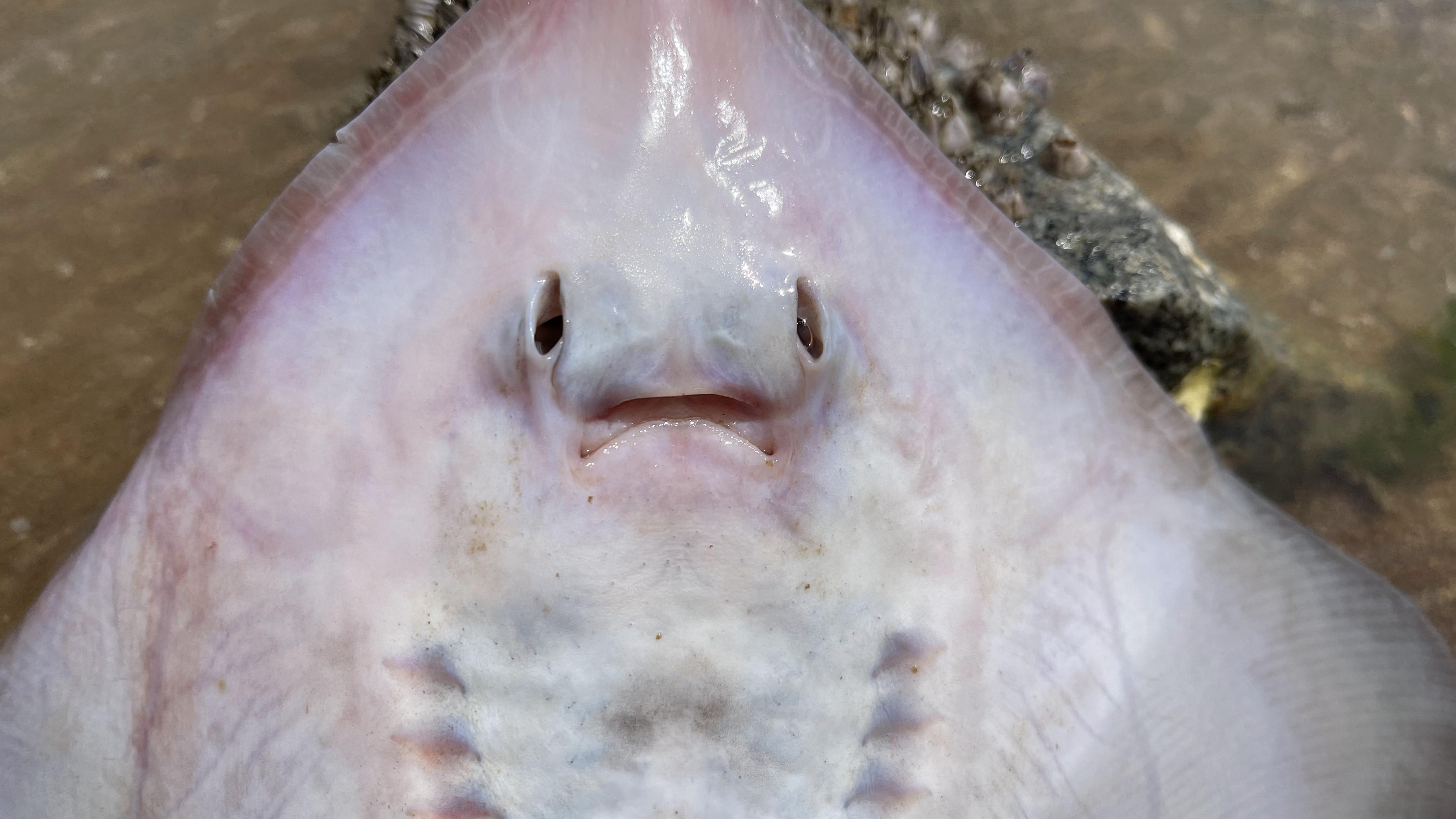 大海退潮后,大洋赶海发现和拳头一样大的毛蛤蜊,还有搁浅笑脸鱼
