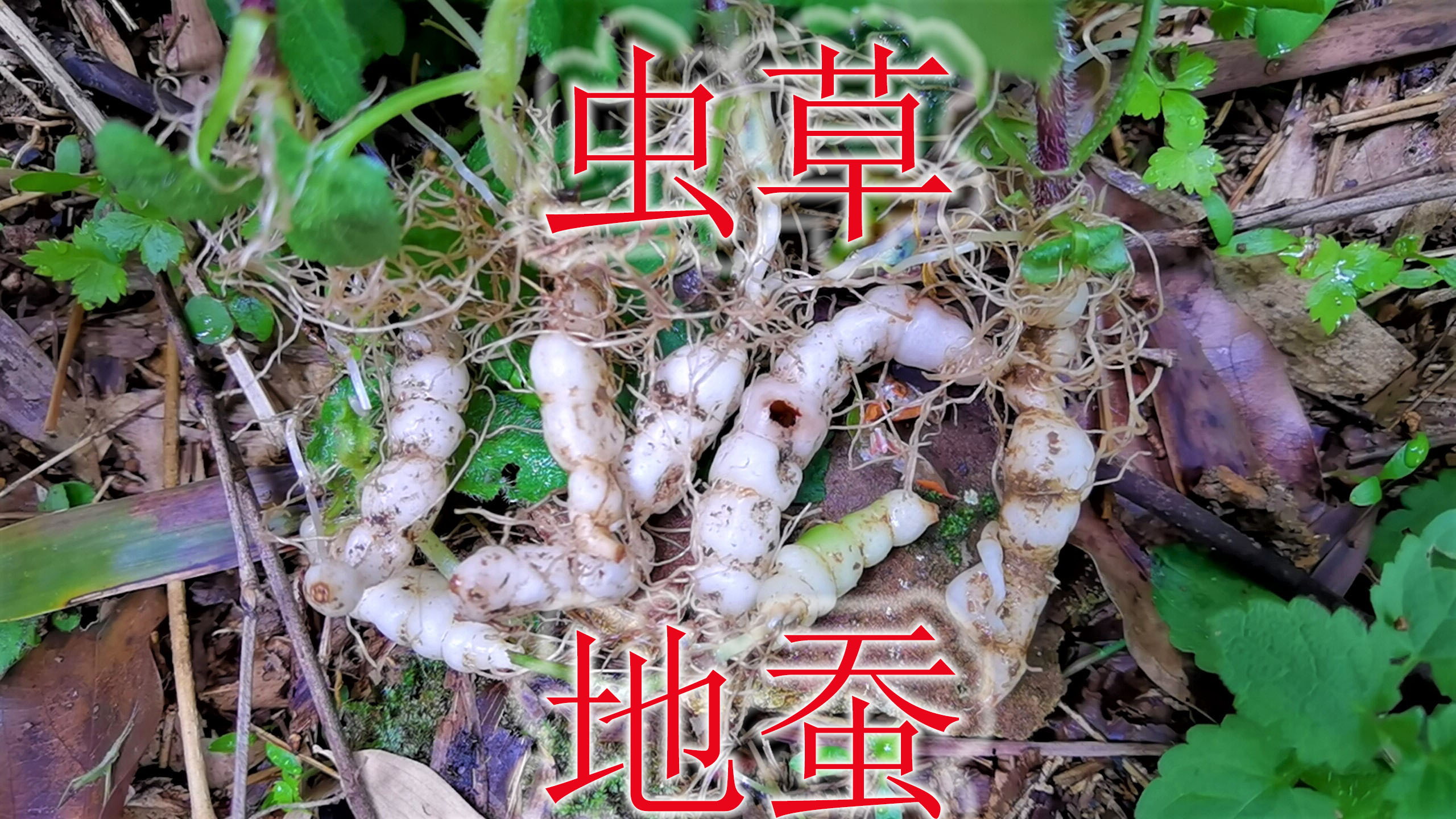 珍贵稀缺的野生虫草“地蚕”,植物别称“肺痨草”,是煲汤好食材
