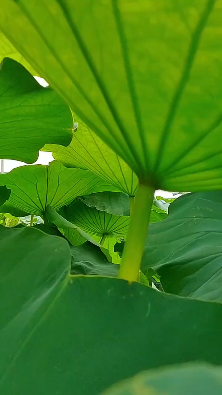 那片片荷叶,似层层绿浪,如片片翠玉