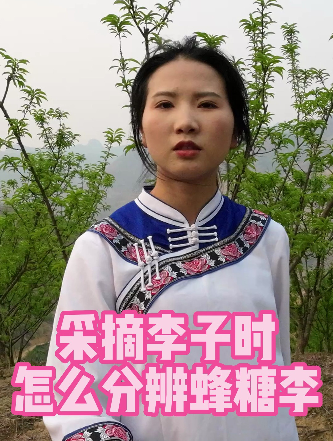 咱家的李子熟啦采摘李子时怎么分辨蜂糖李呢来听小王怎么说
