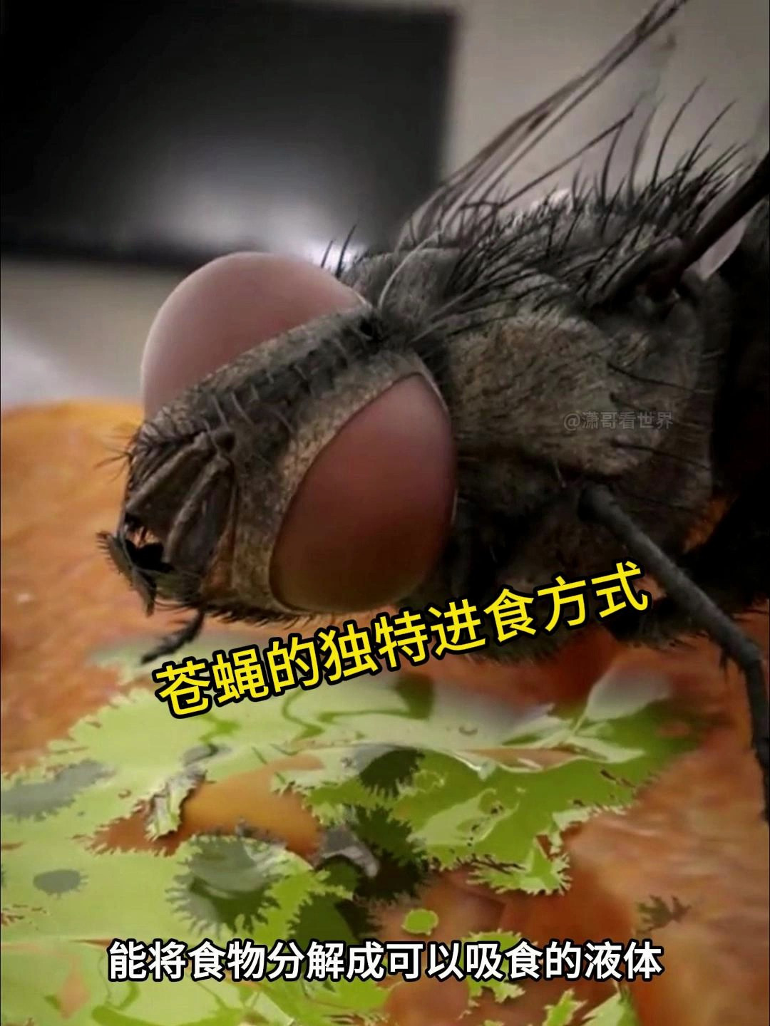 苍蝇的独特进食方式:探索它们如何摄取食物