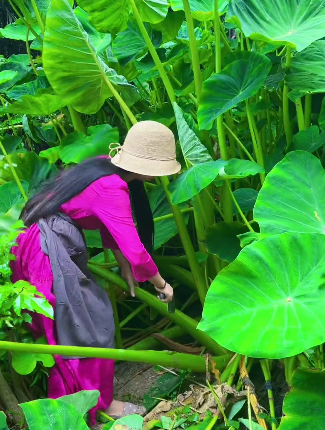 海南香芋头图片