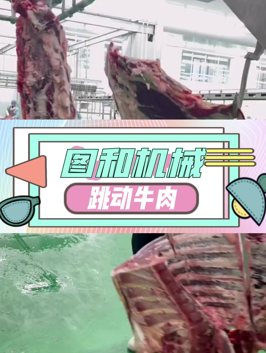 快看牛肉在跳舞牛电击晕枪屠宰场屠宰设备跳动的牛肉
