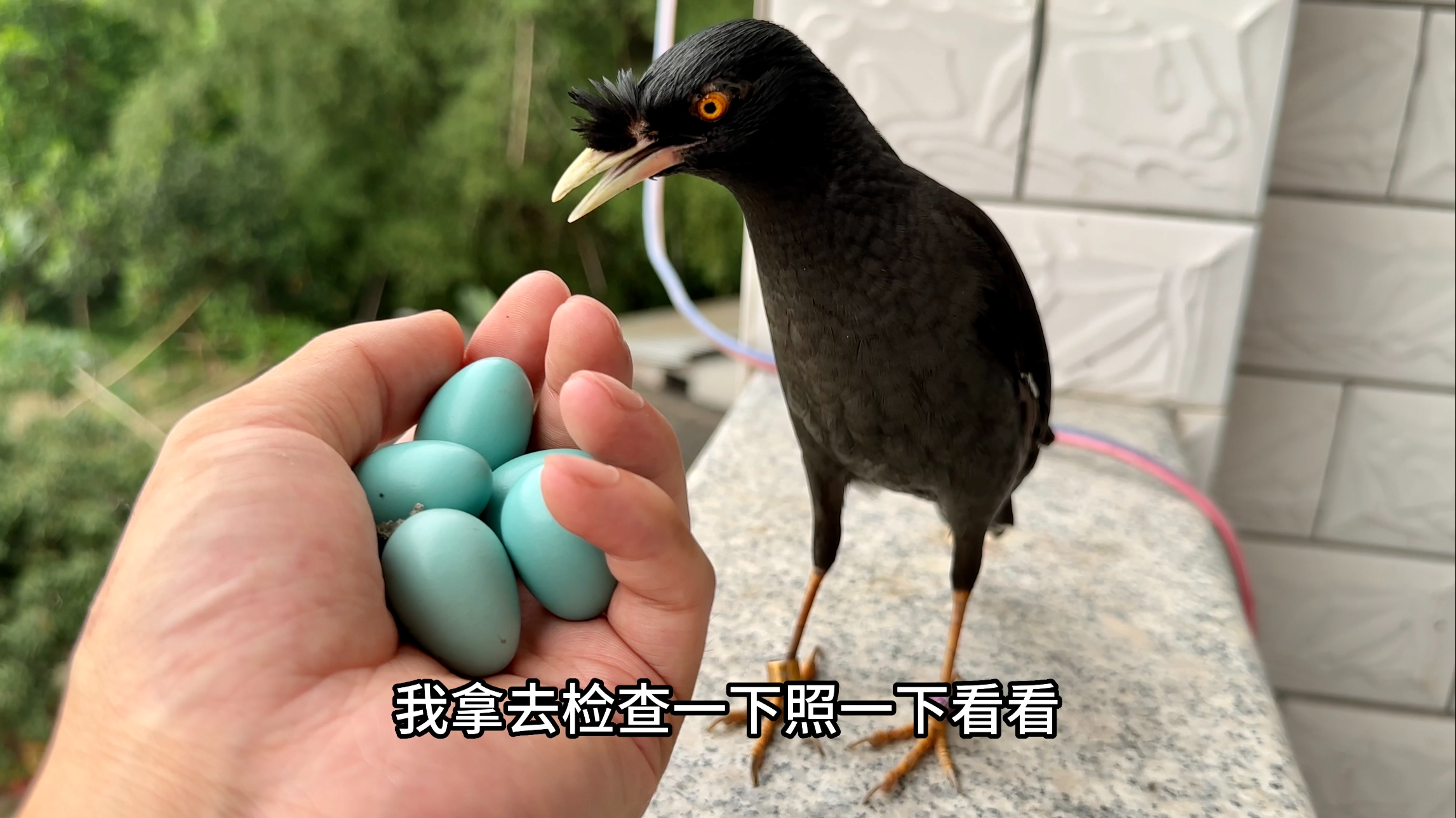 放养7年的八哥鸟，下蛋孵了一个星期，它能孵出小鸟吗？