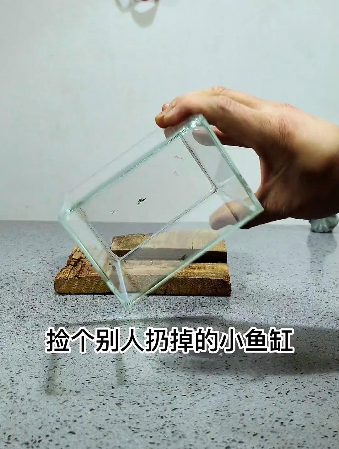 这是别人扔到的小鱼缸?捡回来居然做的这么好!