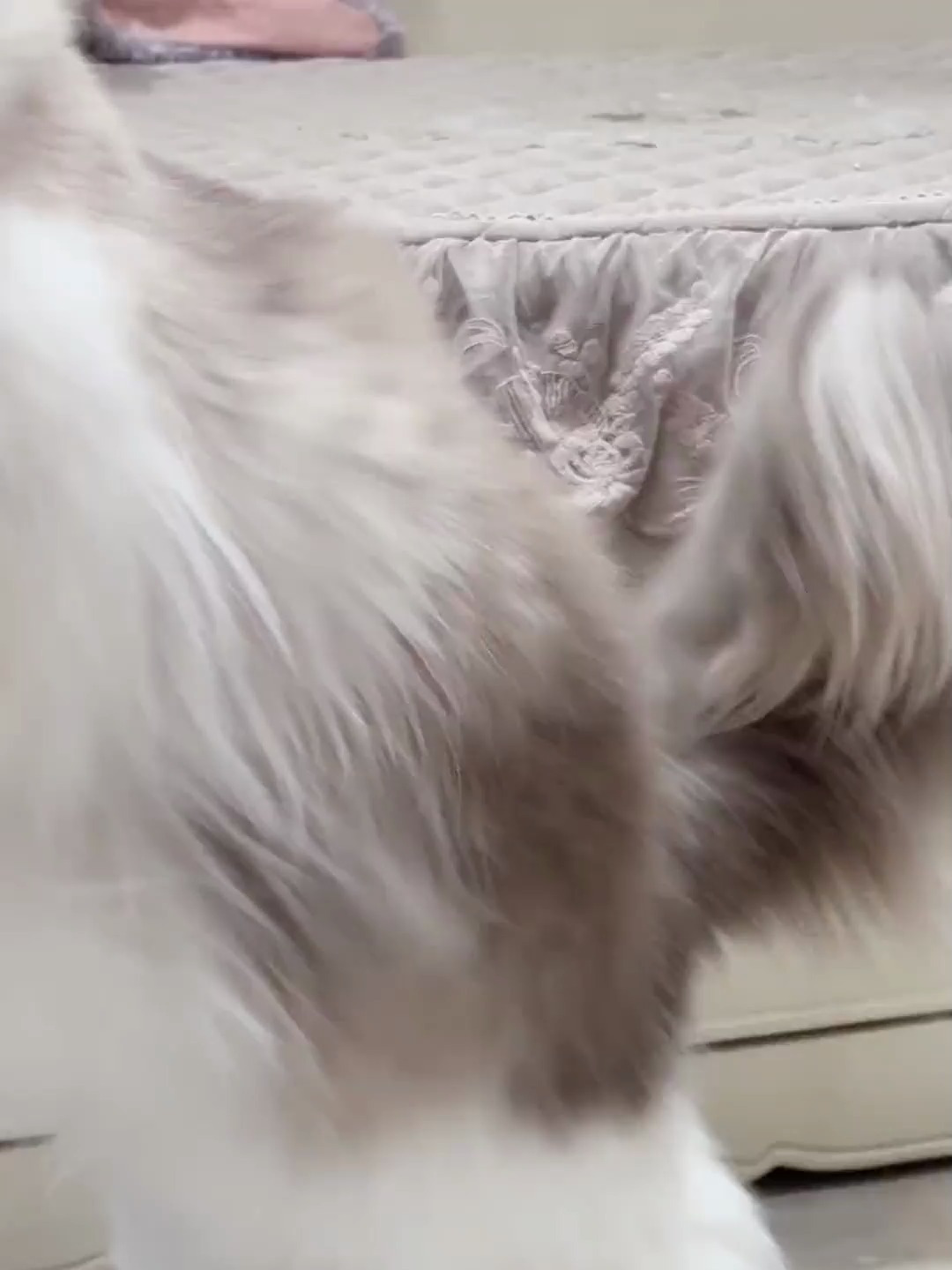 为什么会有猫咪尾巴像扫把一样又长又多啊宠出道计划