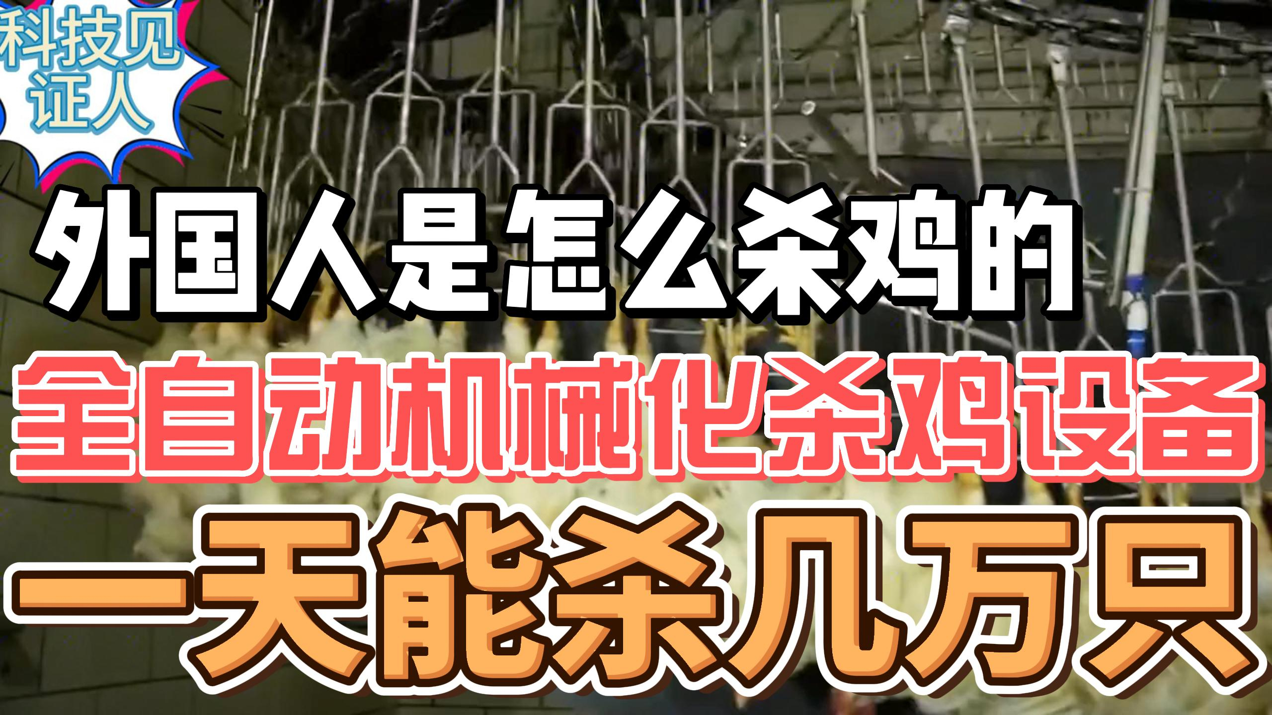 外国人是怎么杀鸡的?全自动机械化杀鸡设备,一天能杀几万只