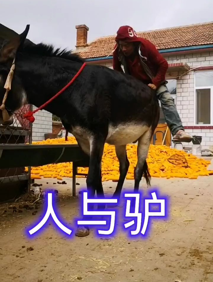 人与驴感谢大哥大姐的支持