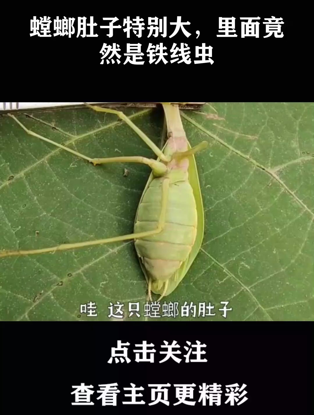 螳螂肚子特別大,裡面竟然是鐵線蟲