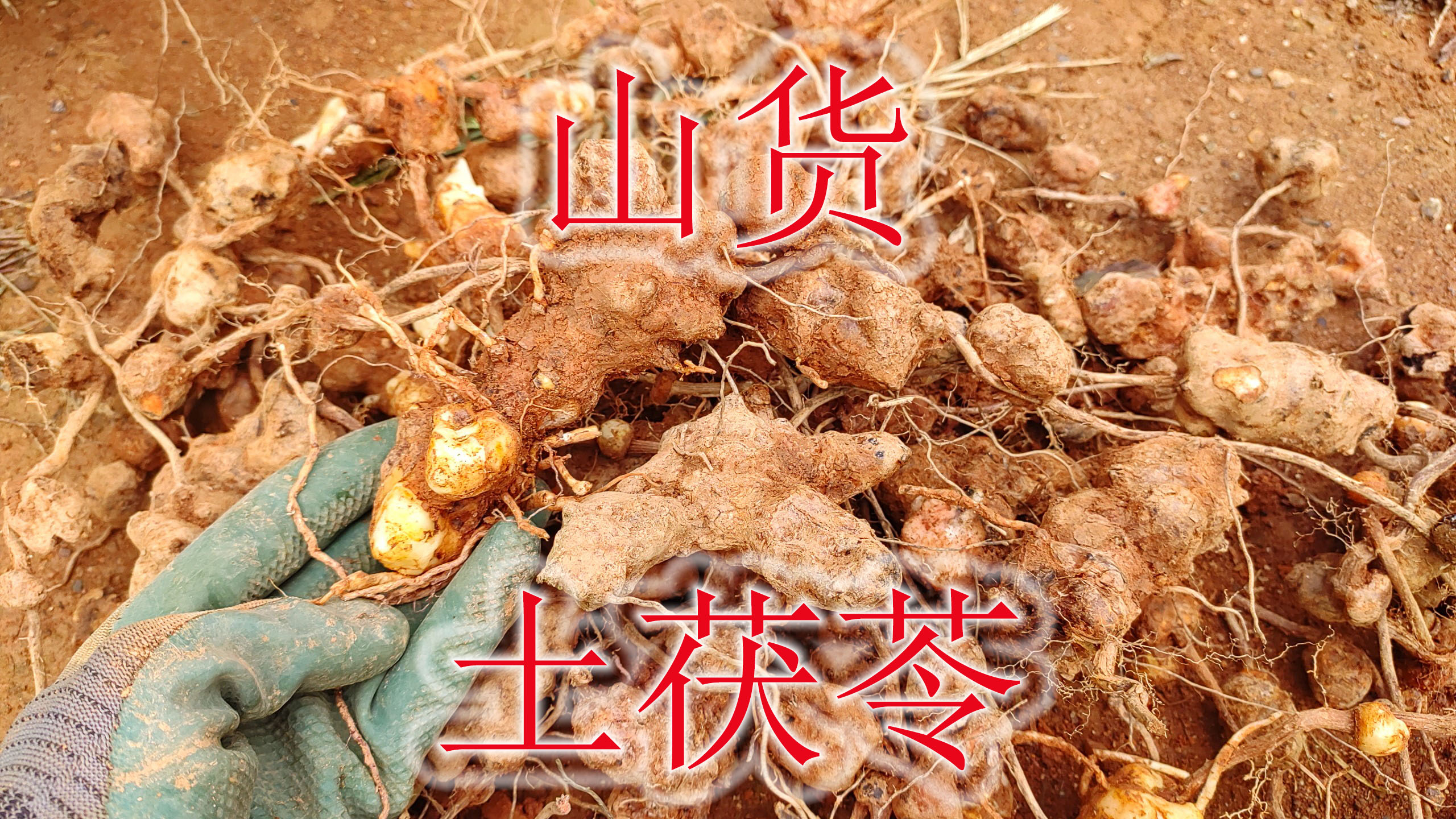 野生煲汤食材“土茯苓”,珍贵的山货特难挖,两个人收获真不错