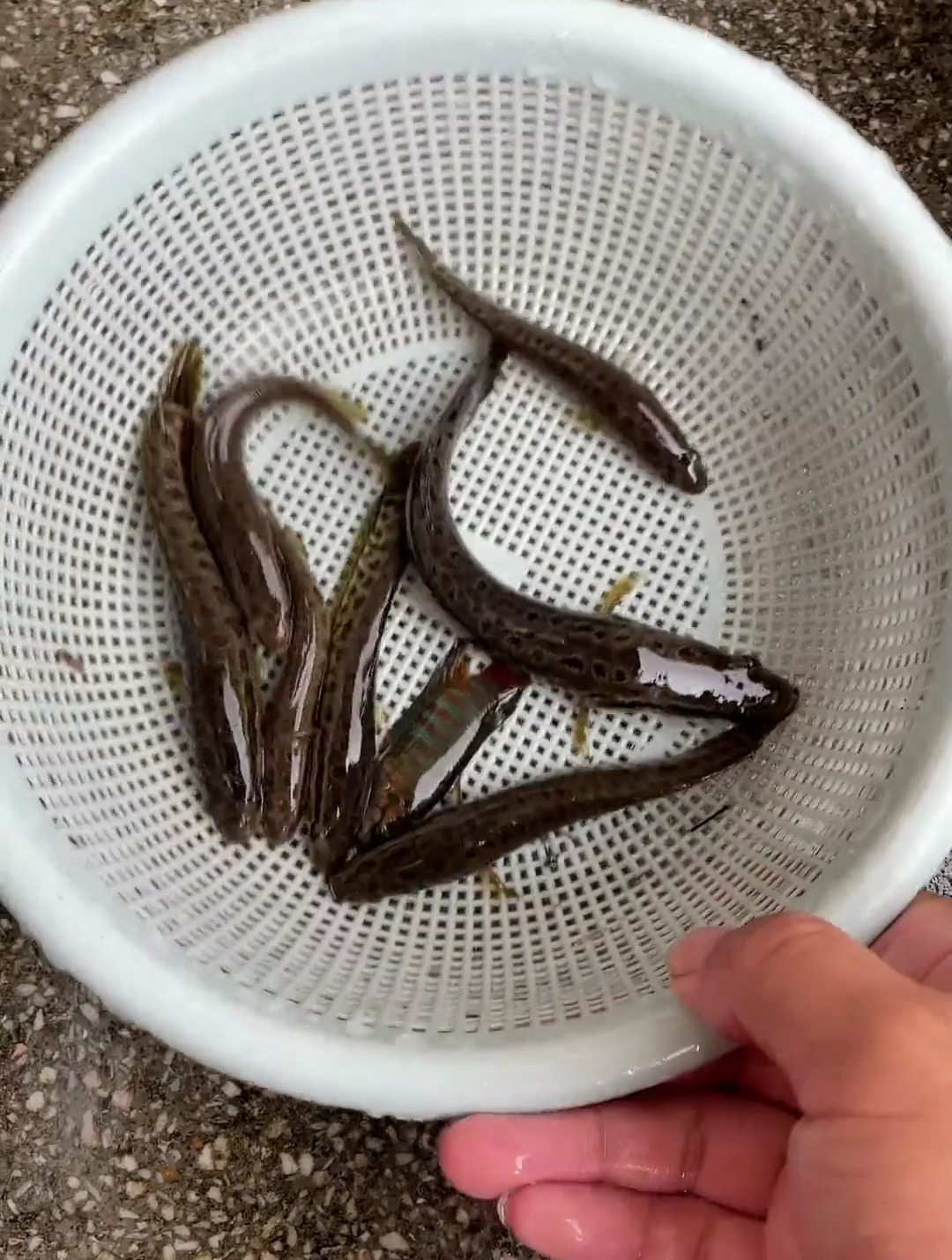 一夜间6条小黑鱼不翼而飞,难道遭贼了?知道真相后火冒三丈-度小视