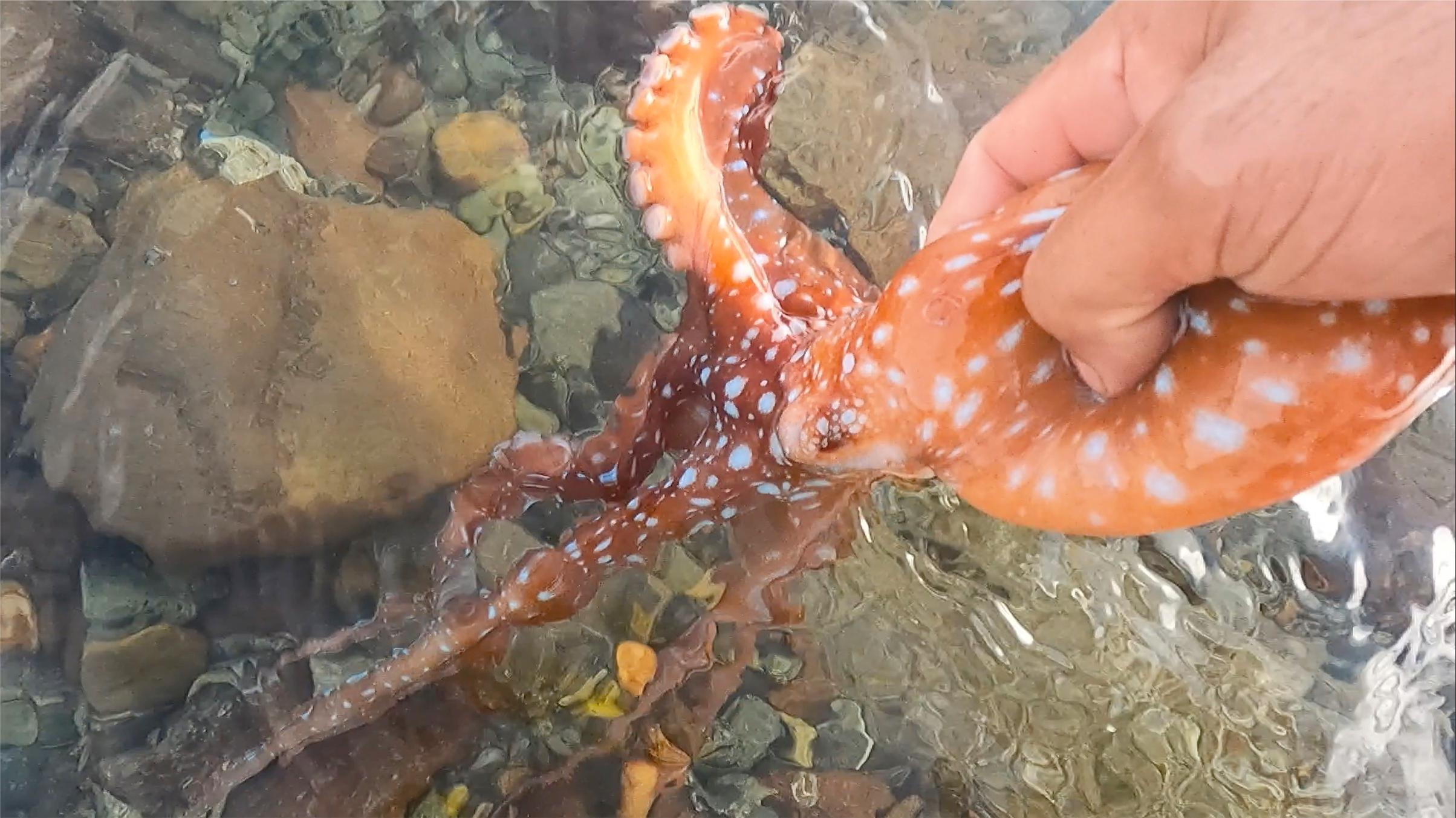 石头区暗藏超级毒鱼,好几个月没见过了,阿彬忍不住一脸兴奋