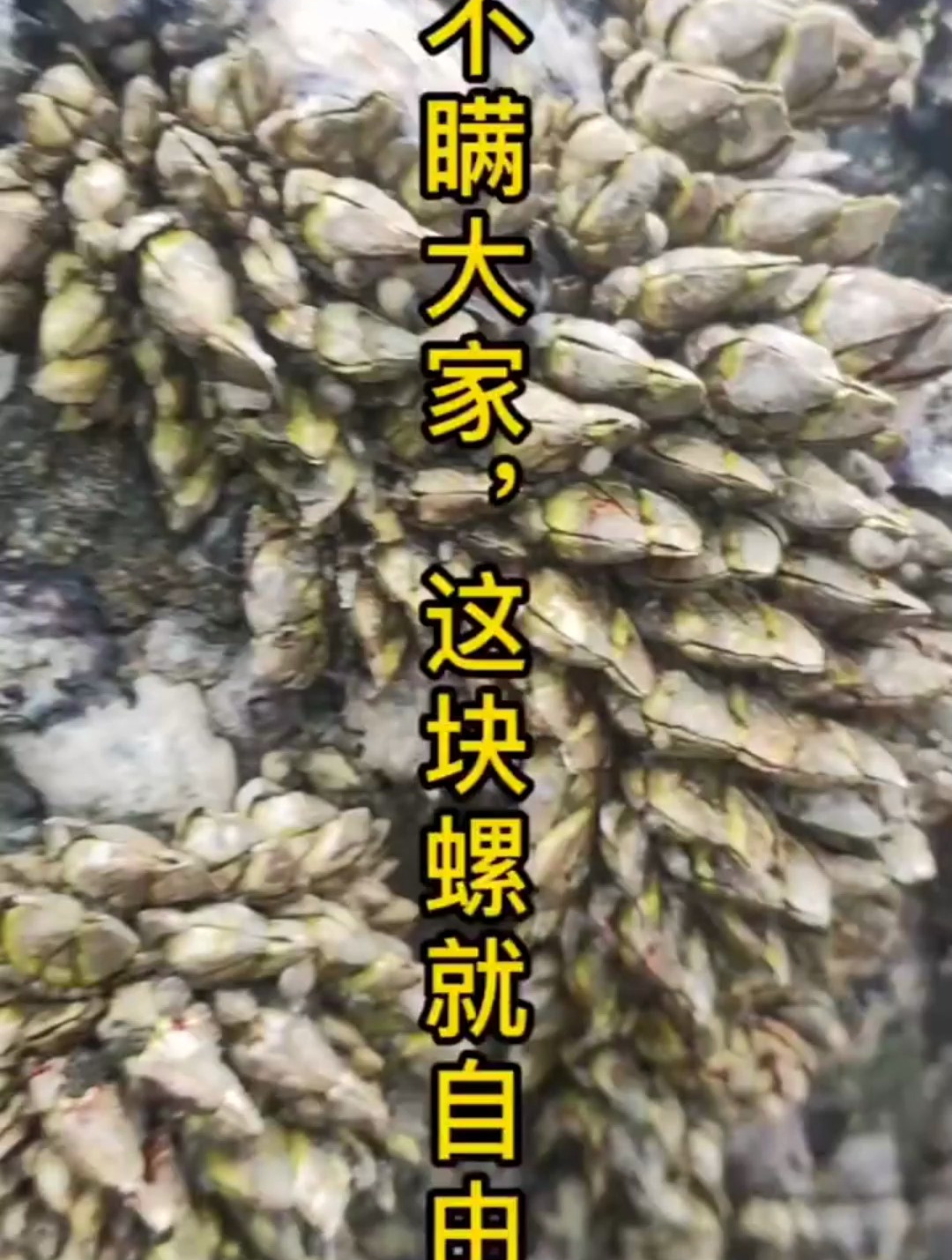 赶海,吃佛手螺的季节到了,赶海这块螺我自由了-度小视