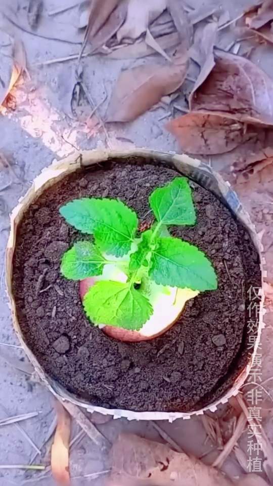 苹果如何下载种子(苹果怎么下载种子资源)