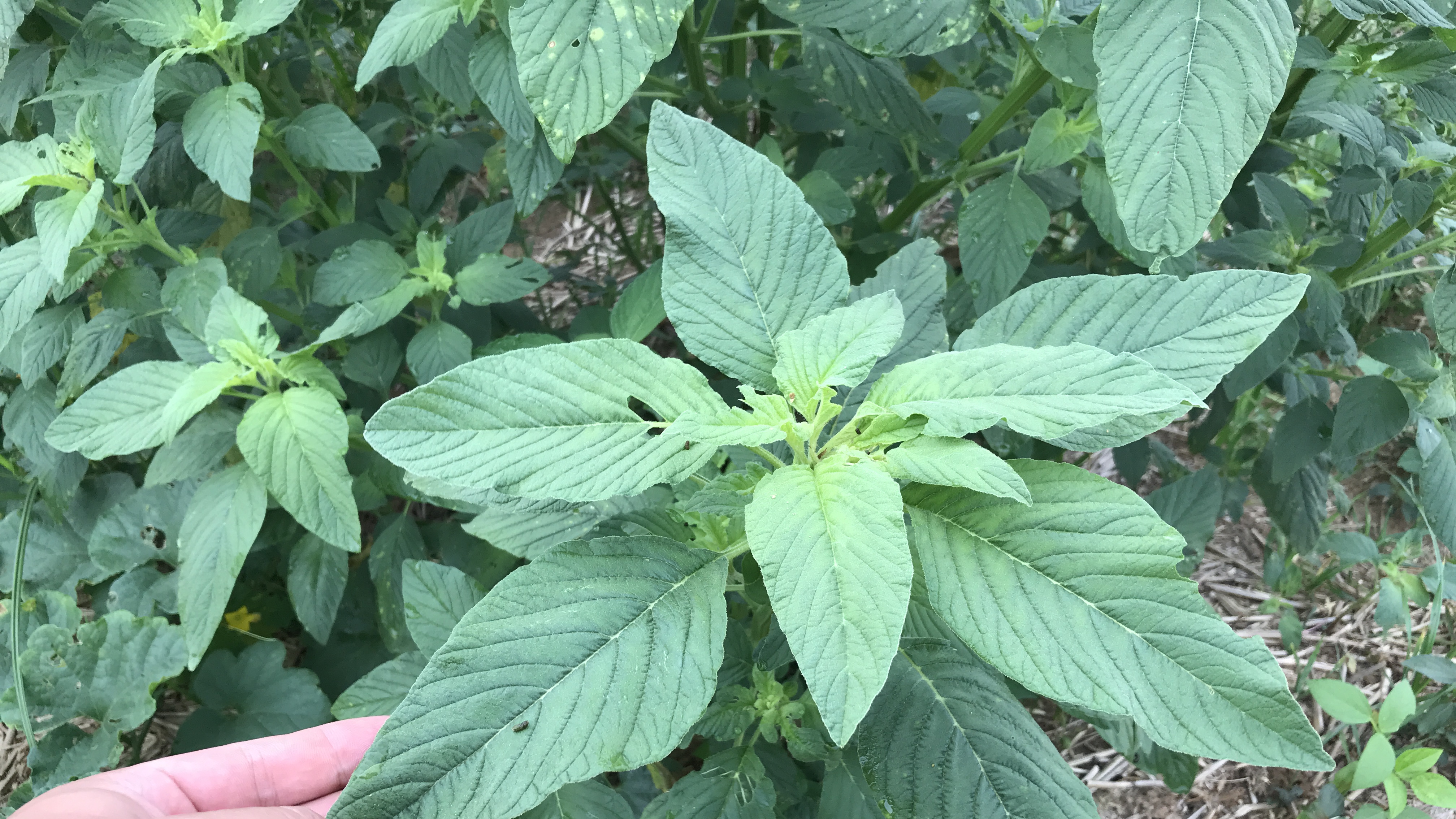 奶奶最爱吃的“玉米菜”,好吃美味营养价值高,太香了