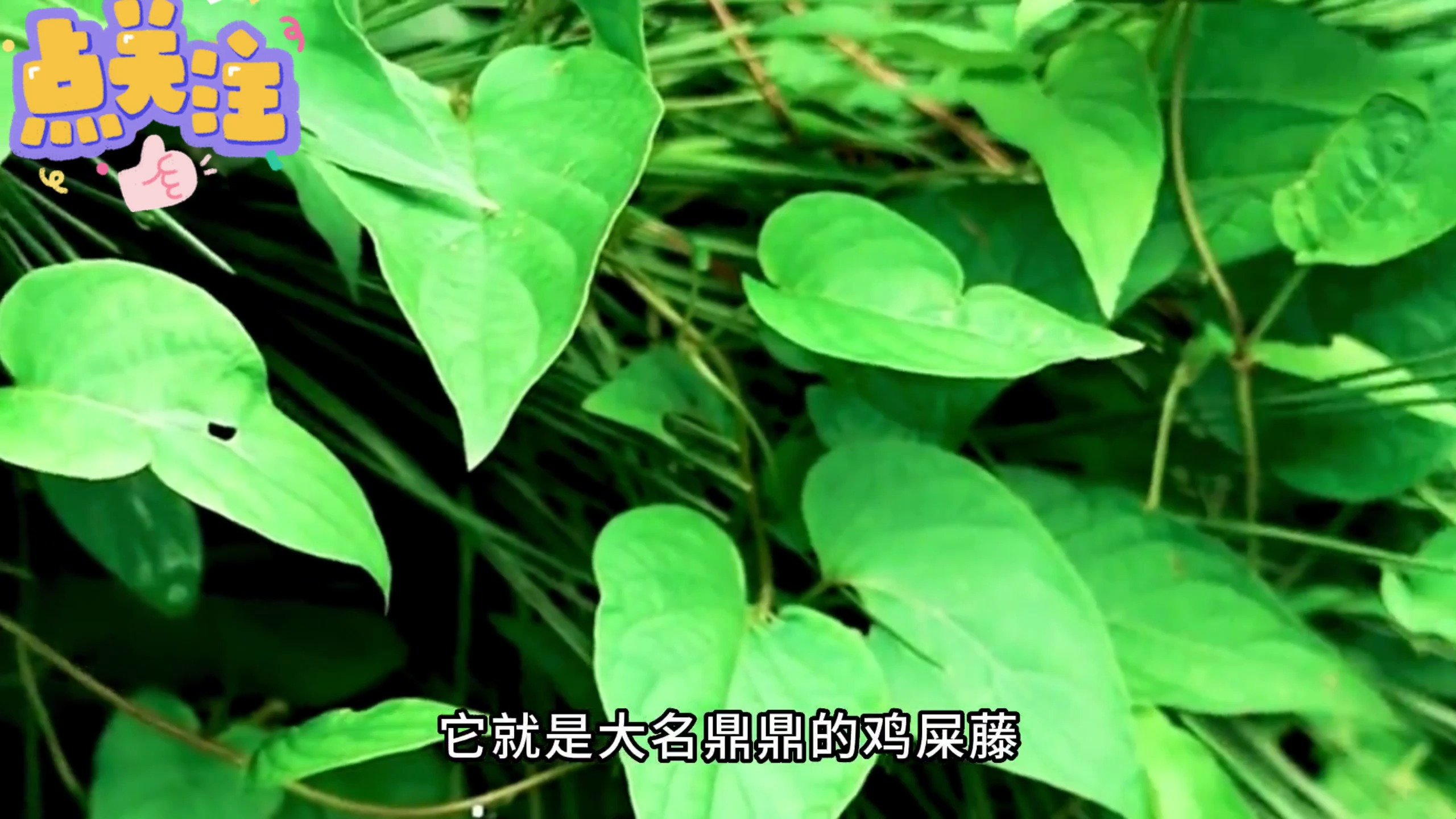 这种全身散发着鸡屎味的野菜 鸡屎藤 你有见过或是吃过吗?