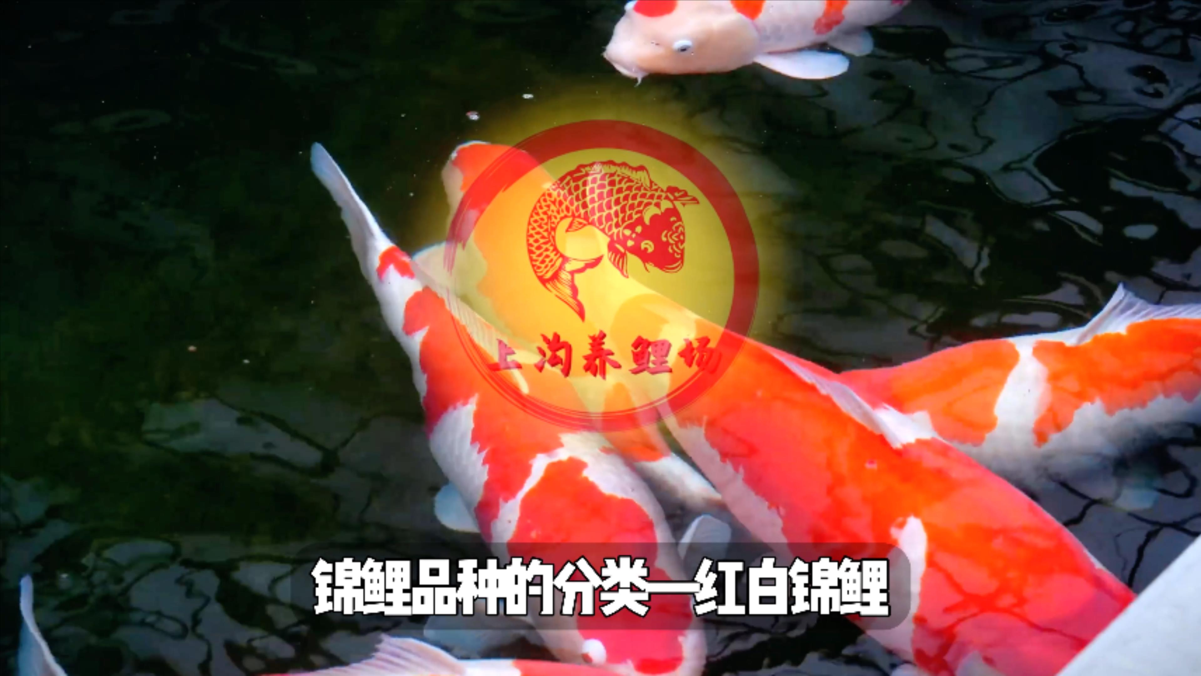 红白锦鲤的种类有哪些呢?场长说锦鲤品种的分类之红白锦鲤