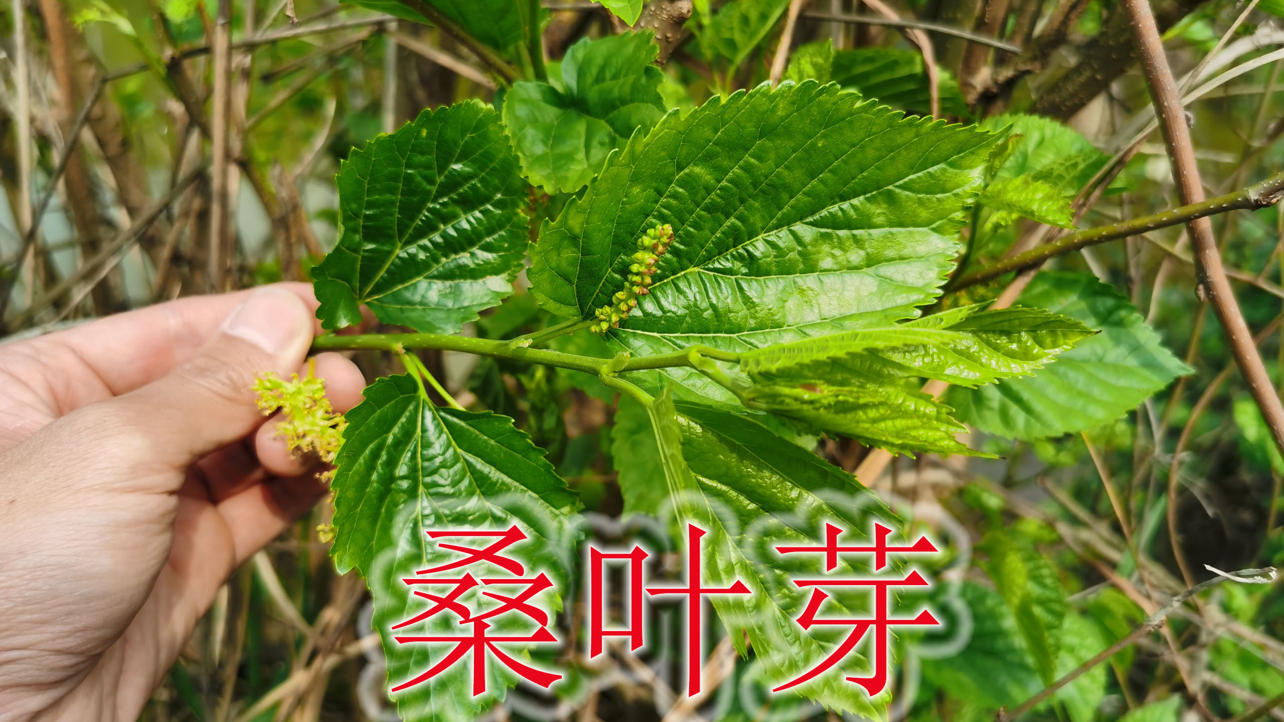 春天里的桑叶芽是个宝,长在树上的山野菜,根也是养猪人的秘密