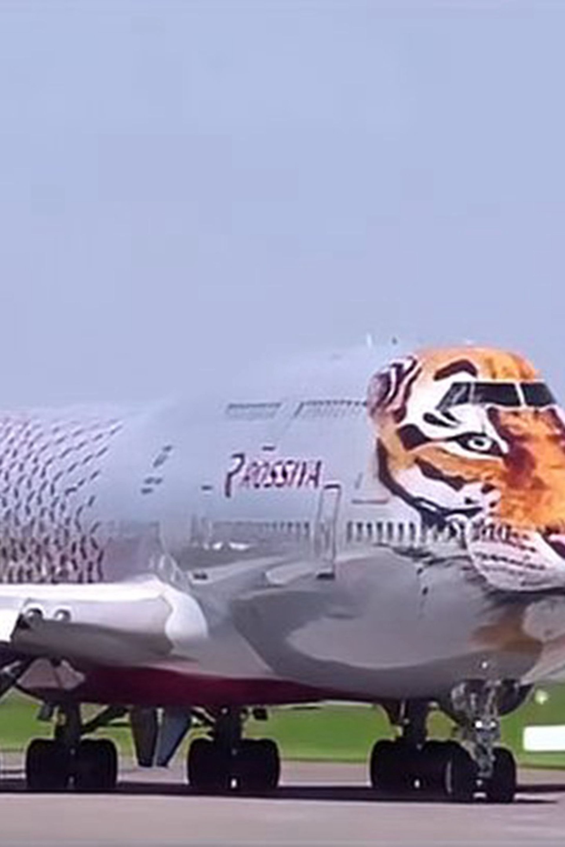 世界上最大的老虎你见过吗就在飞机上