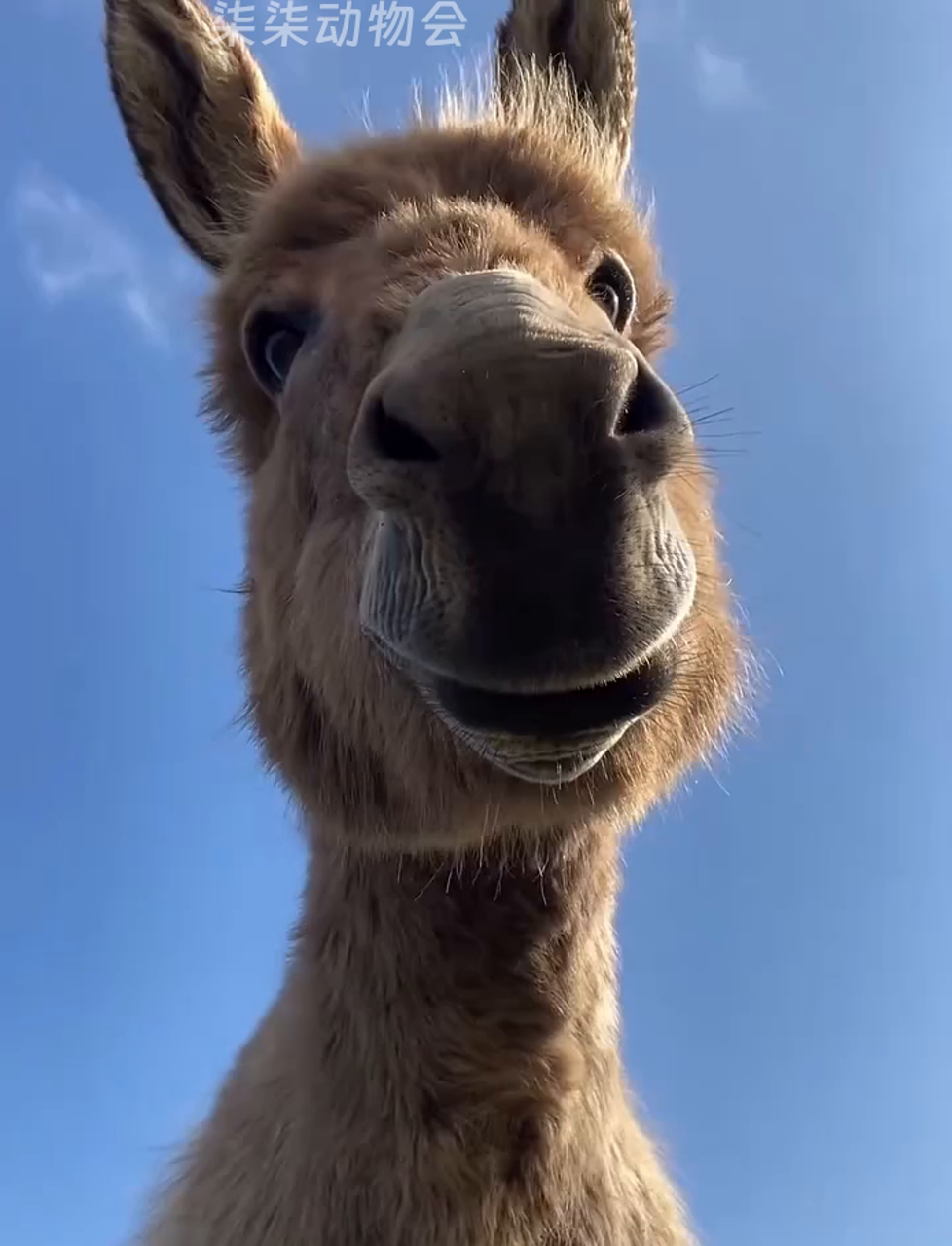 驴为什么那么倔 驴为什么那么倔