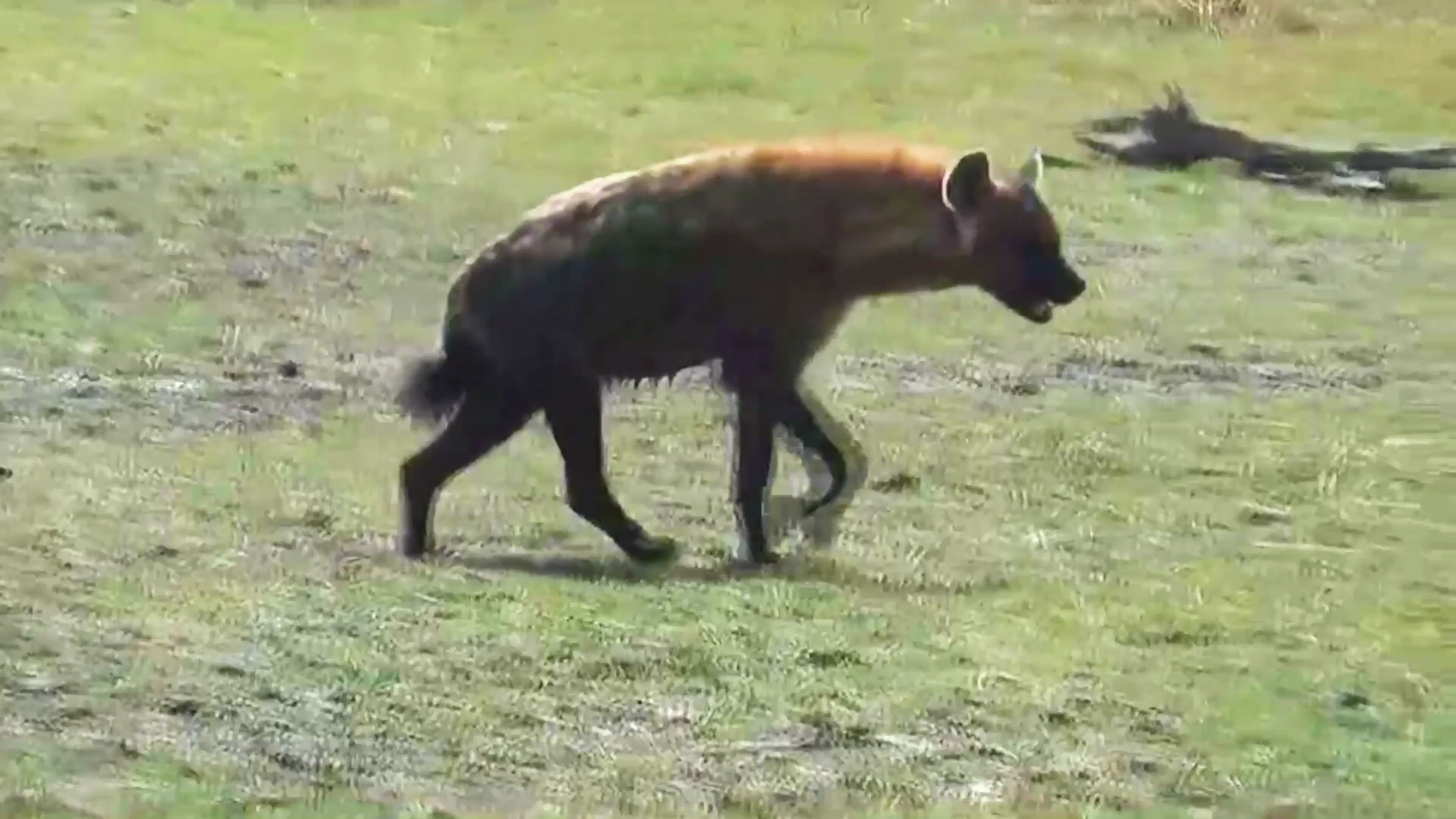 失恋鬣狗生无可恋,河边散心,被鳄鱼拖下水捕食