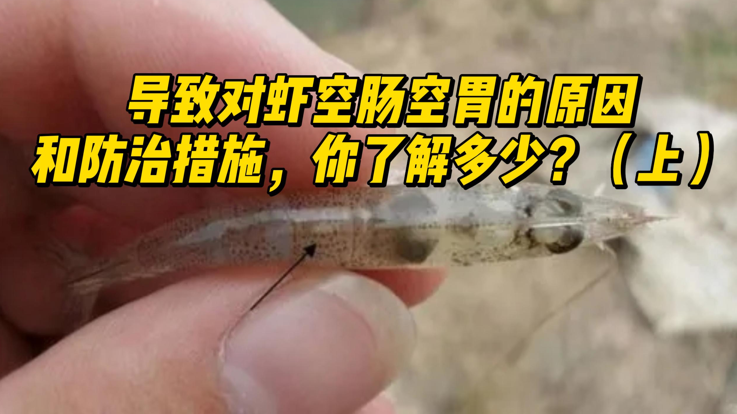 导致对虾空肠空胃的原因和防治措施,你了解多少?(上)