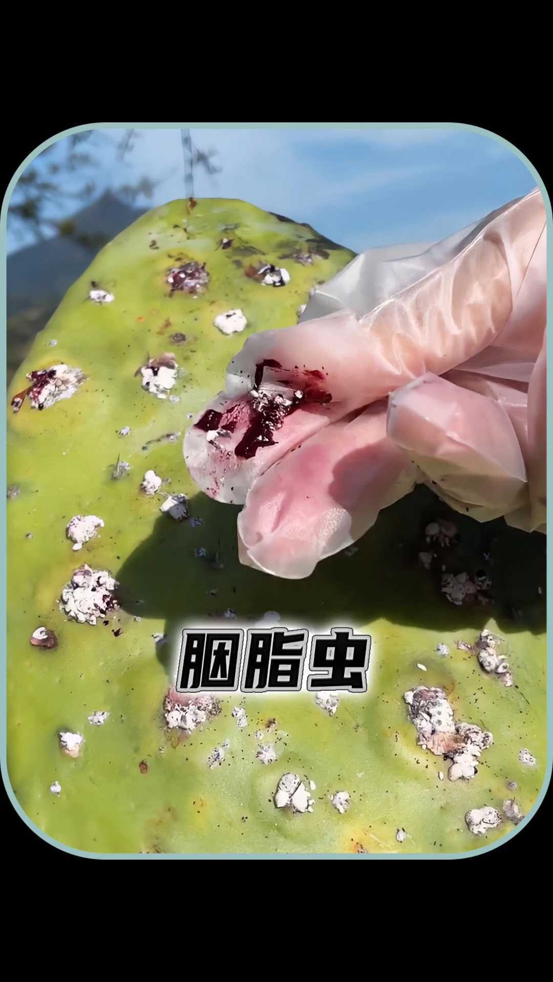 胭脂虫照片图片