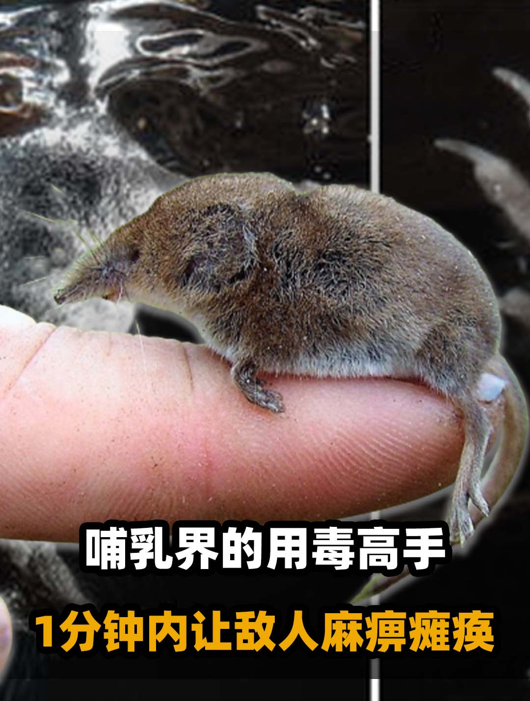 内蒙古出现"尖嘴鼠",民警给它喂水降温,群众:这不是四害吗?