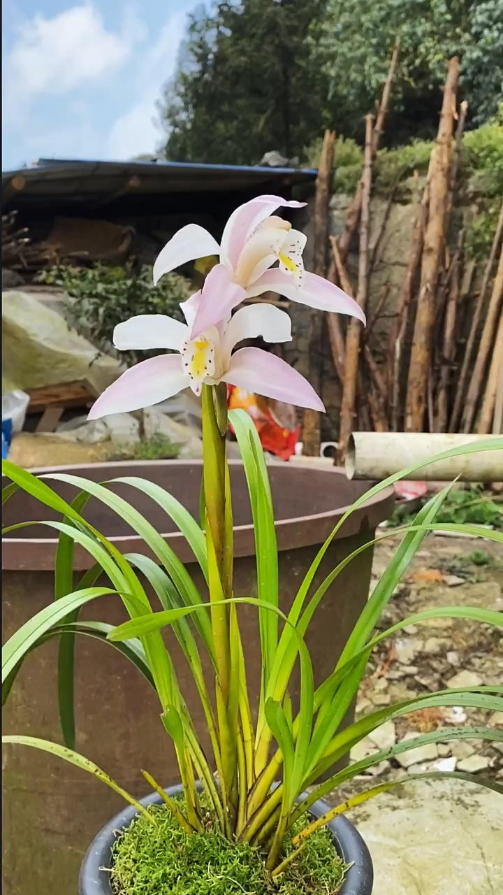 独占春 精品兰花