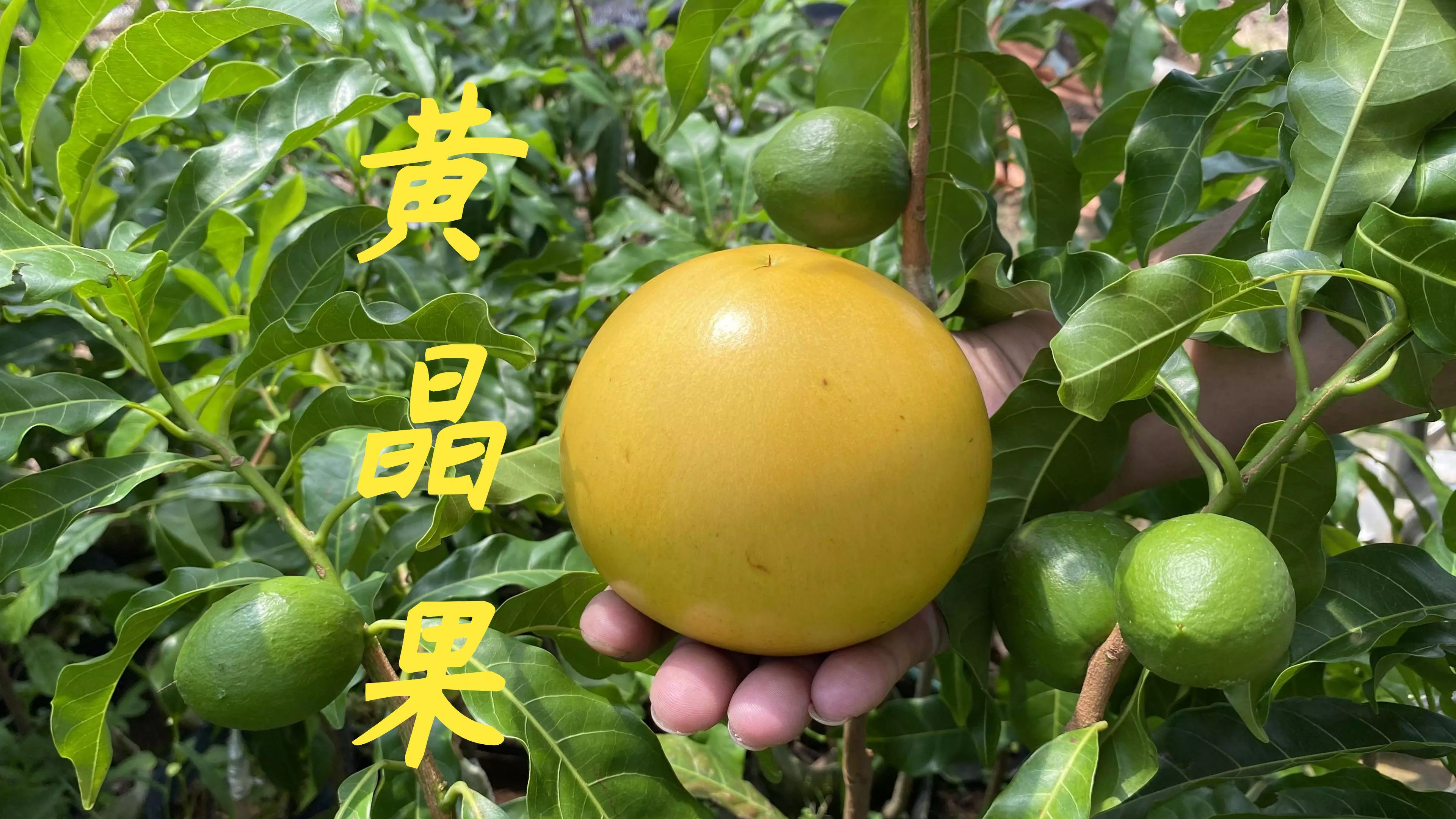 老林今天带大家看看黄晶果苗,小小的一棵苗就挂了两个果