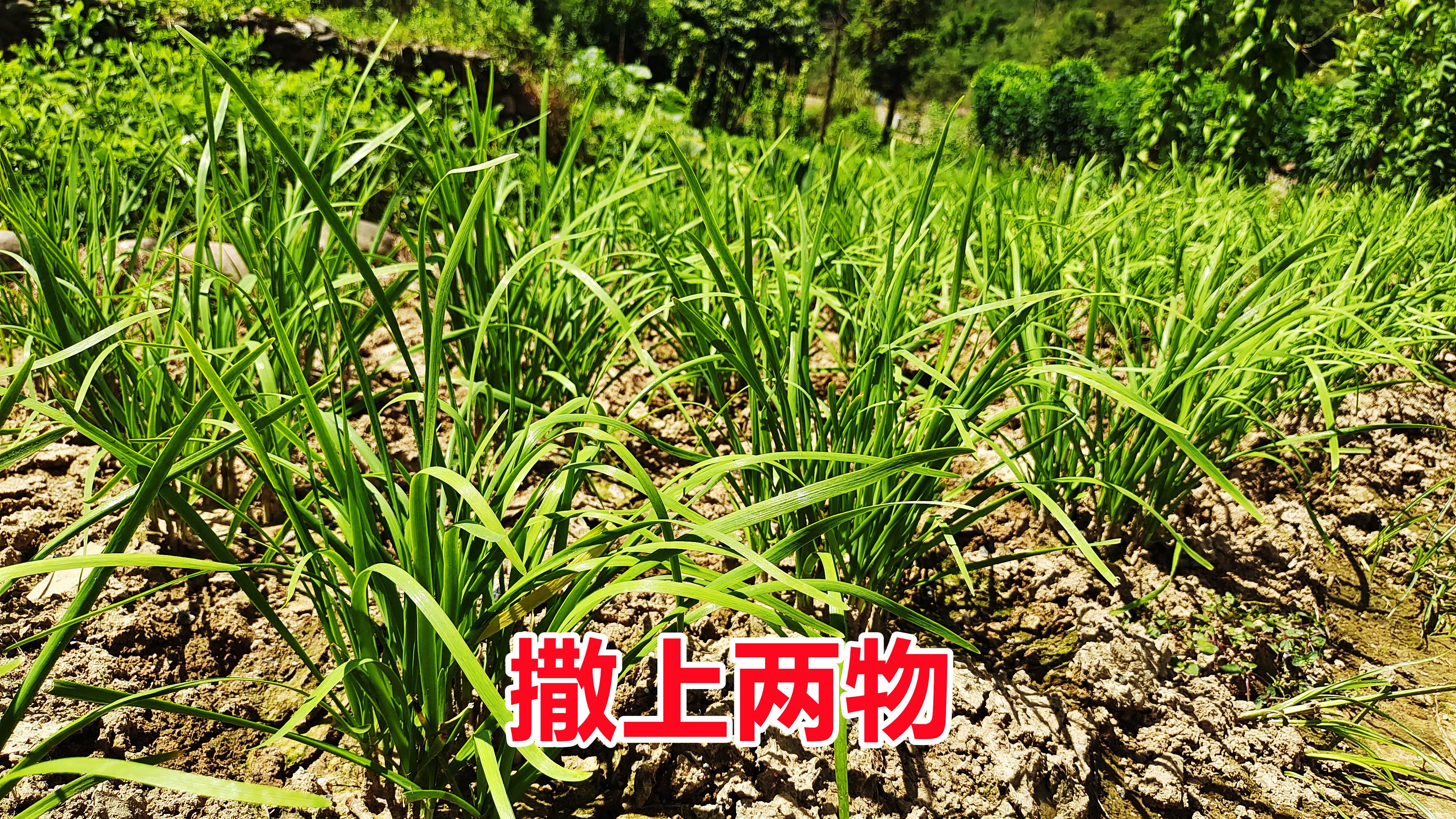 用农家鸡粪加这一物,撒在韭菜地里面,韭菜嫩绿又粗壮吃都吃不完