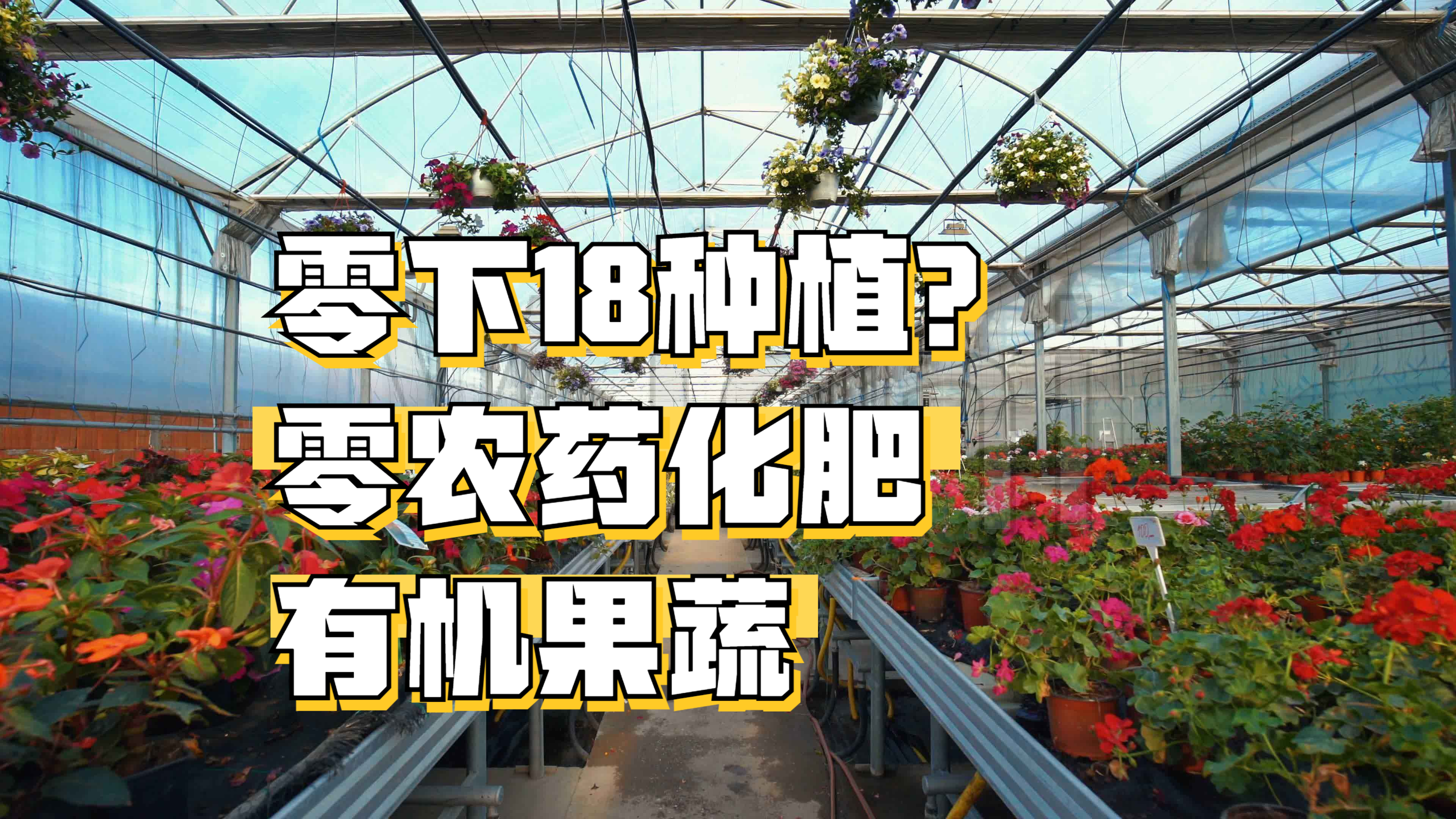 塔大学生,在零下18度的新疆,种出有儿时味道的有机果蔬,太难得