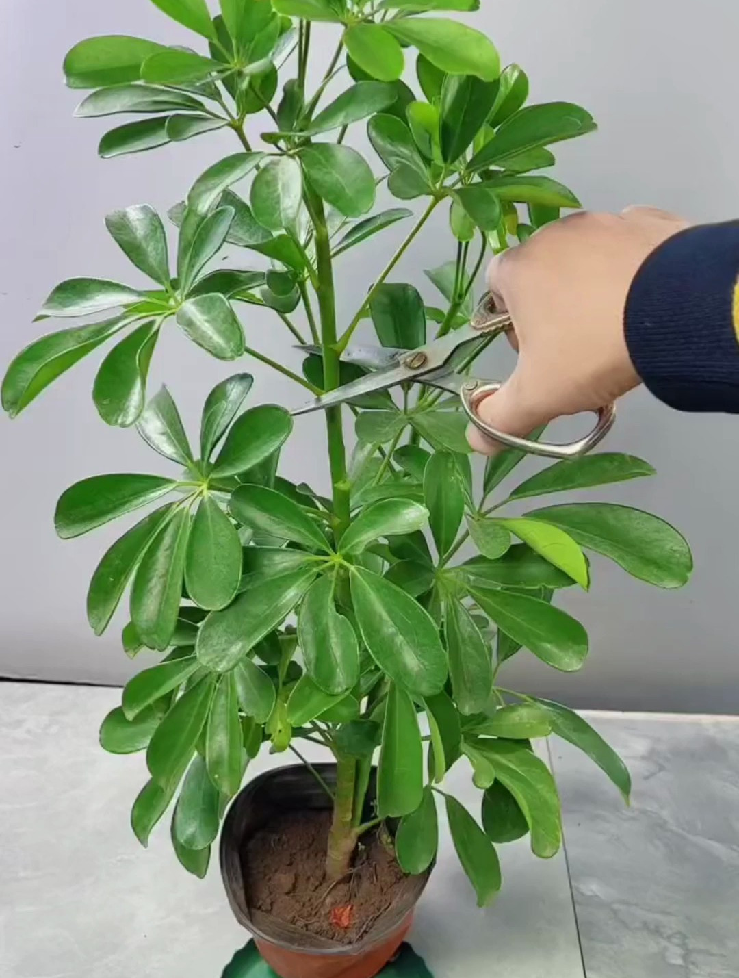 要想鸭脚木长得枝繁叶茂,打顶不可少,打顶可以抑制顶端优势生长