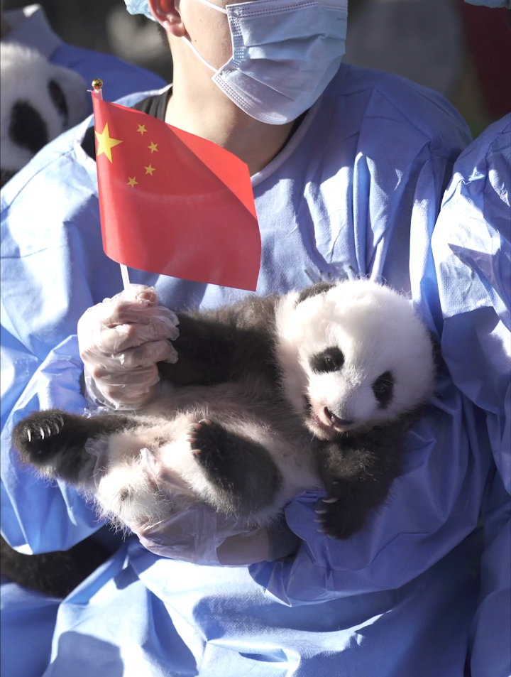 「成都大熊猫繁育研究基地」挥着小国旗,祝福祖国繁荣昌盛-度小视