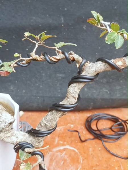 盆景造型中铝丝怎么缠绕最合适不伤树身今天一起来交流交流