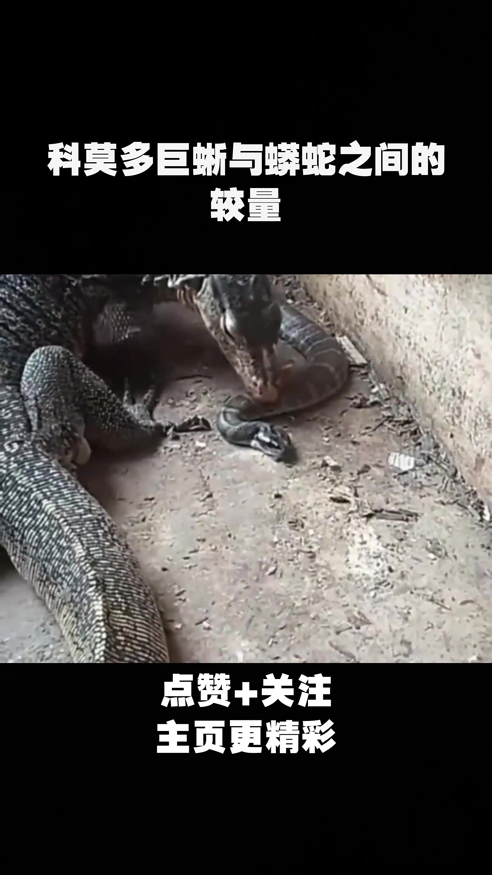 科莫多巨蜥与蟒蛇之间的较量!