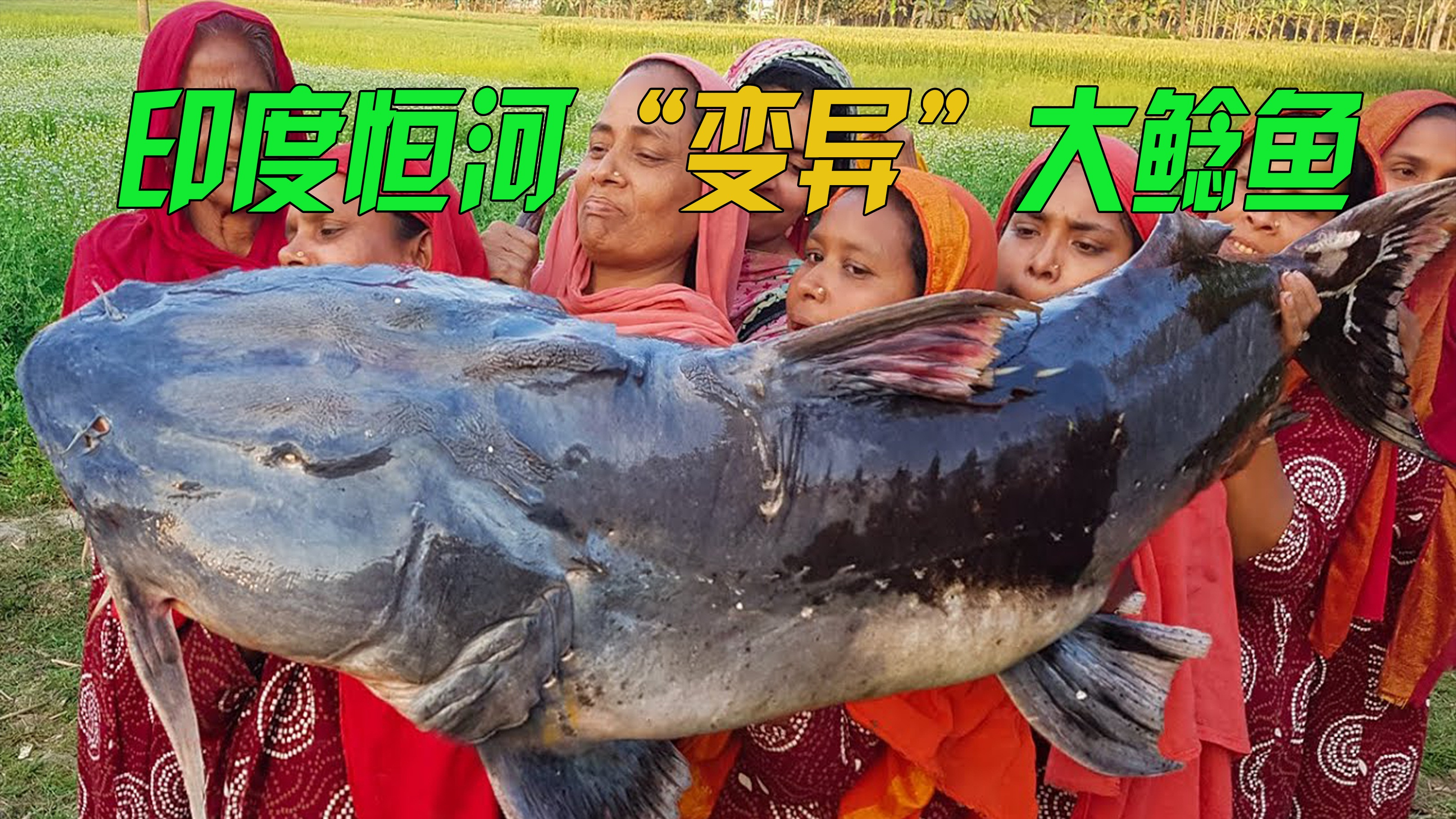 吃恒河水长大的“印度大鲶鱼”,看着都吓人,他们却吃得津津有味