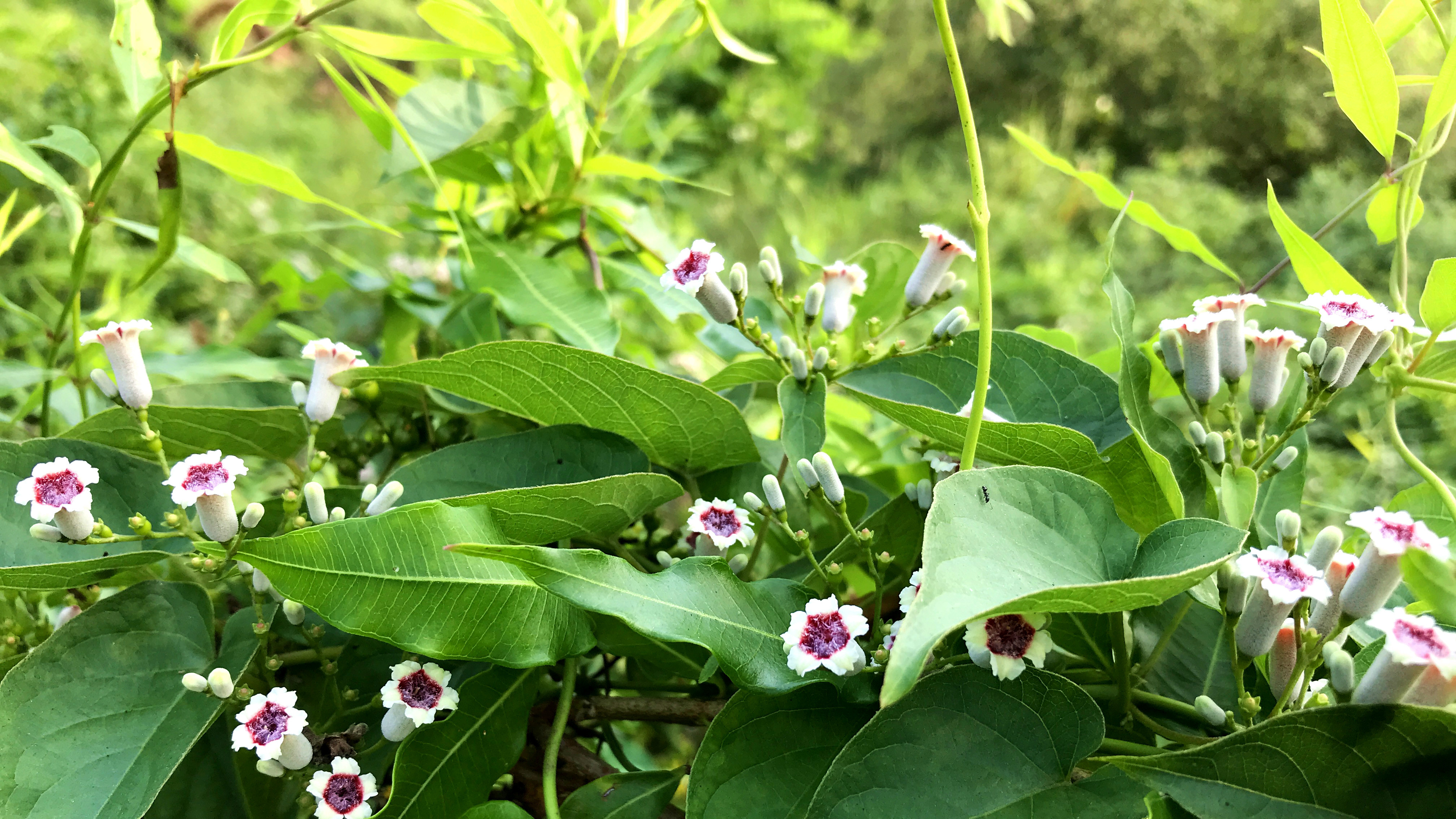 这种植物叫“鸡屎藤”，名字不好听，但用途却很实用！